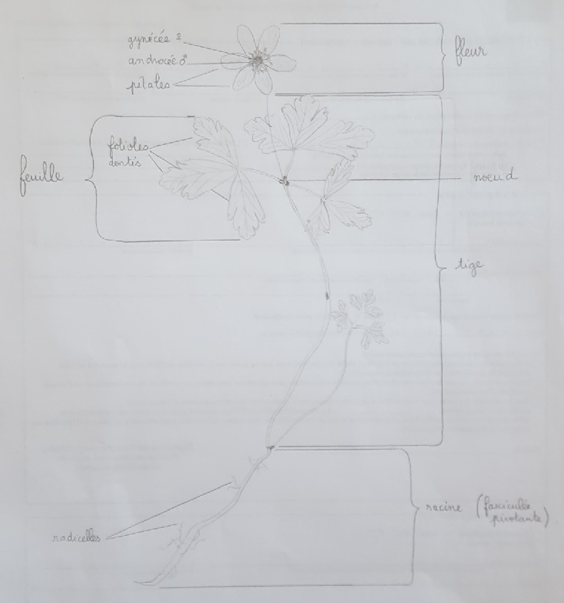 Annexe dessin_anemone_nemorosa.png
