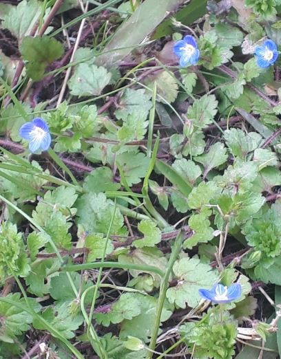 Annexe Veronica chamaedrys.JPG