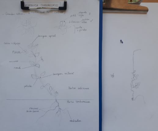 Annexe dessin Veronica chamaedrys.JPG