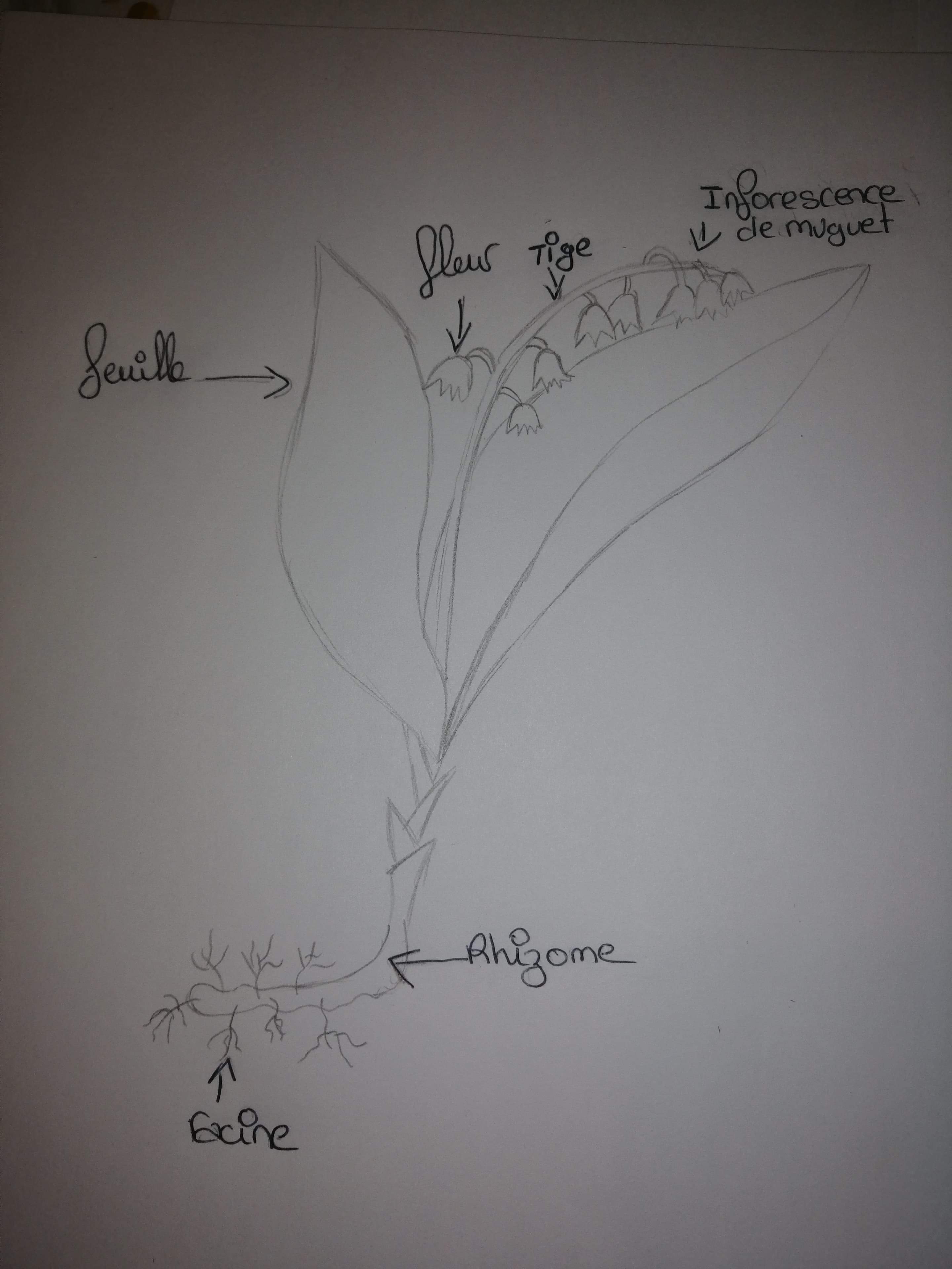 Annexe received_174224450272500.jpeg