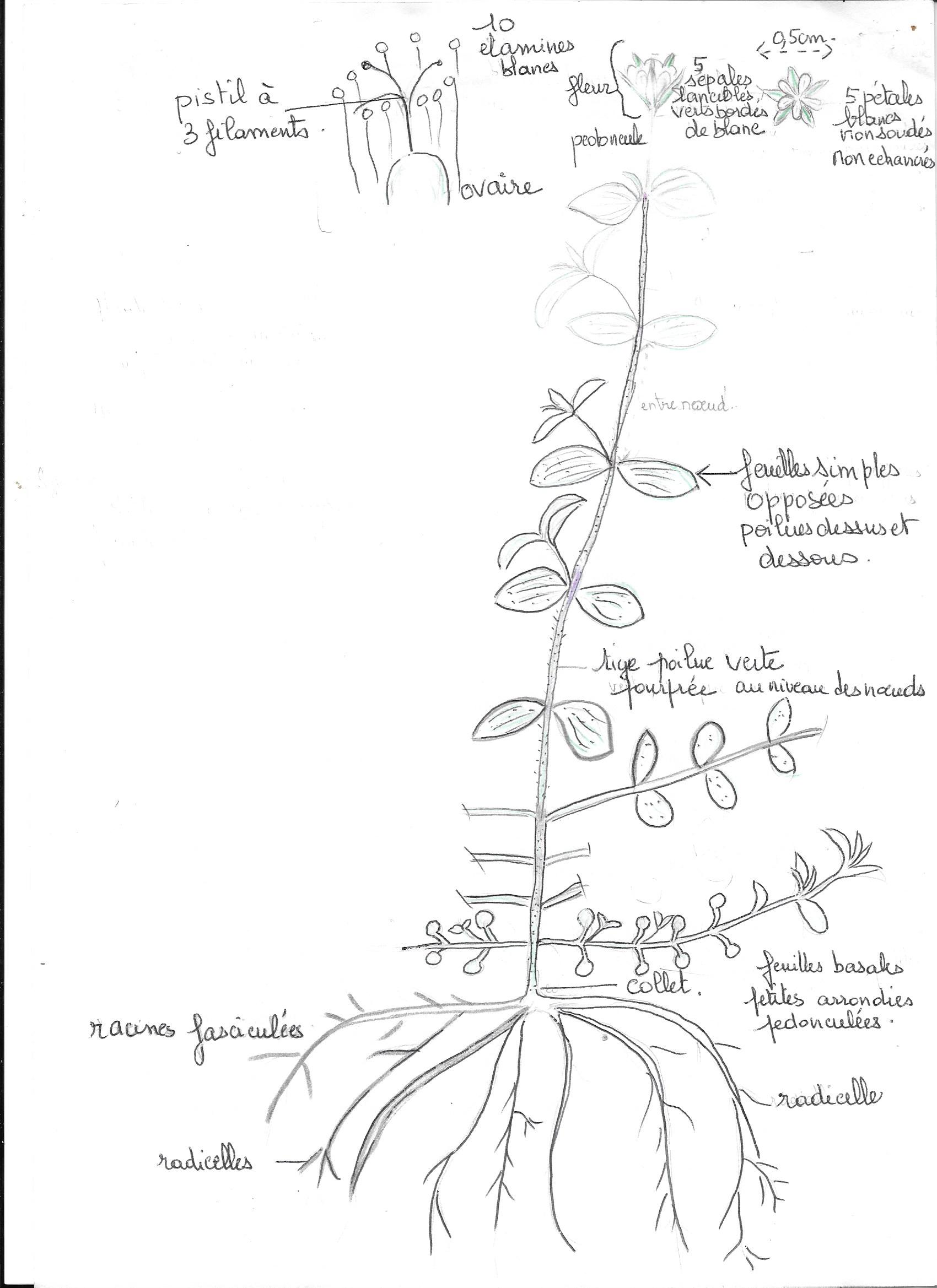 Annexe dessin  sabline à trois nervures.jpg