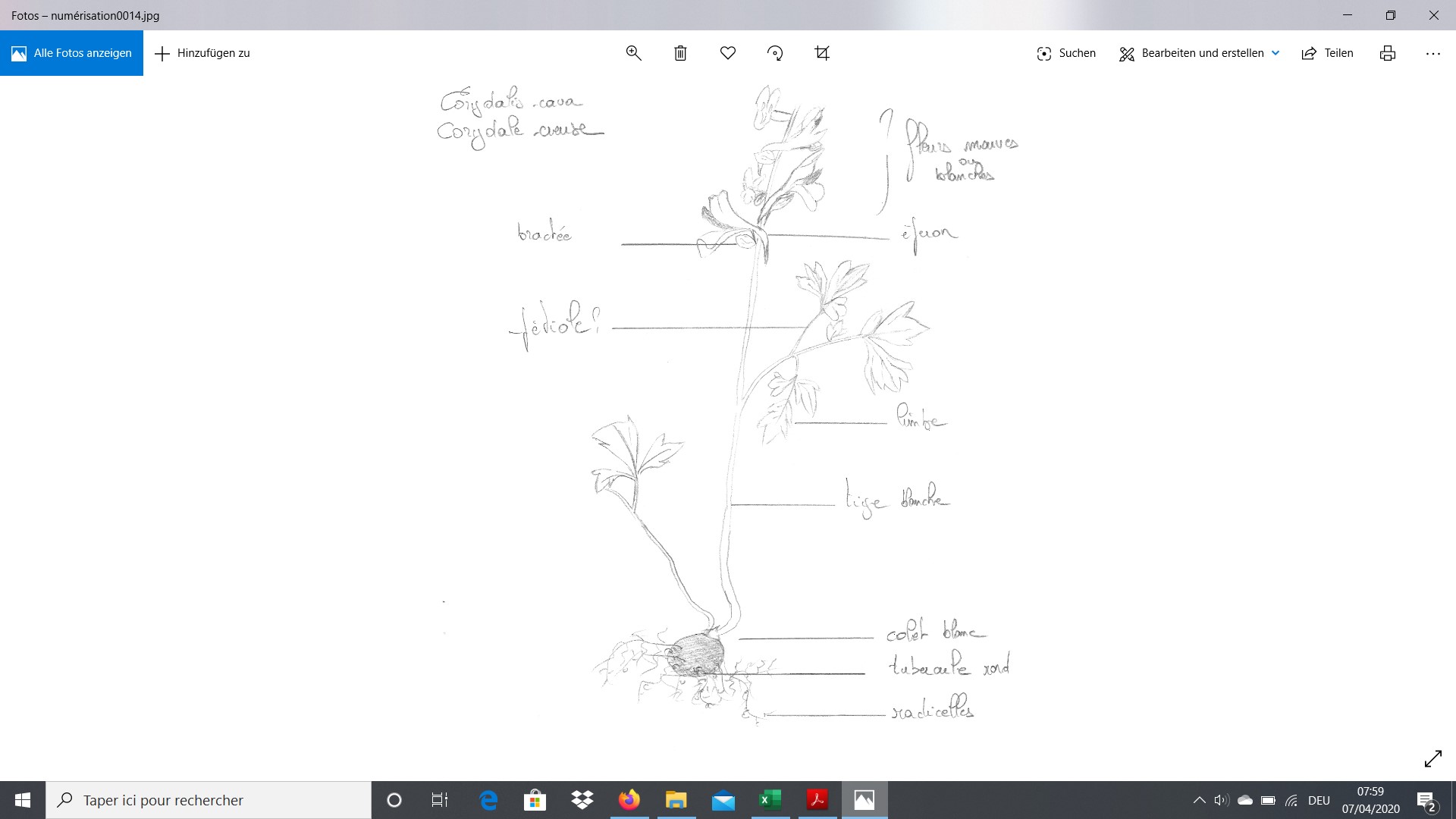 Annexe Corydale creuse.jpg