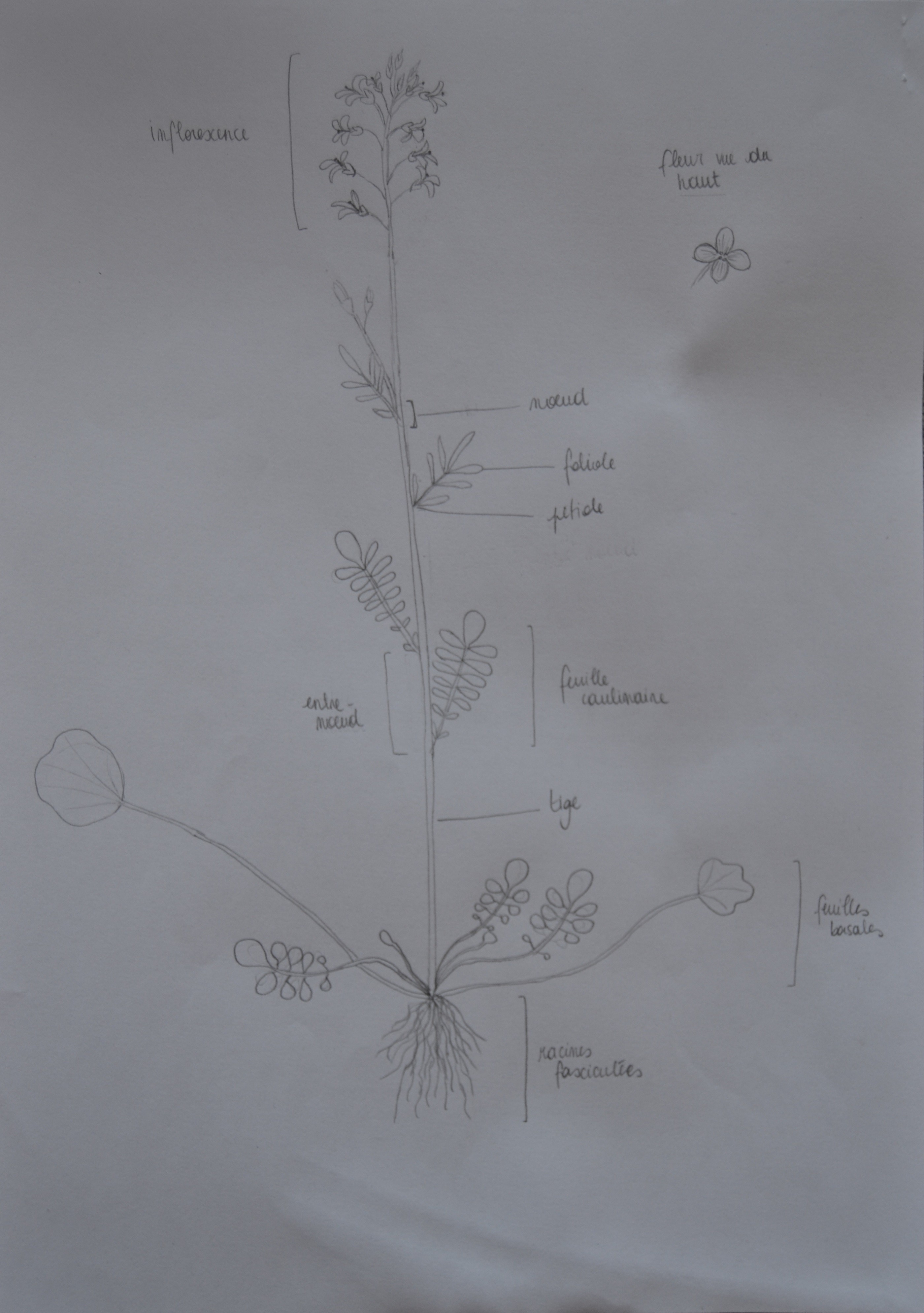 Annexe Cardamine des près-compressed.jpg