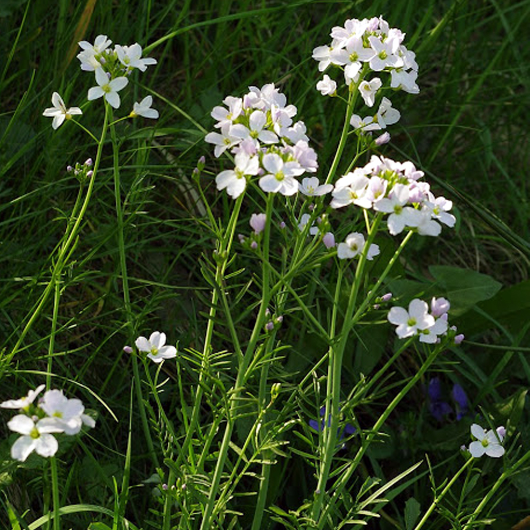 Annexe cardamine-des-prc3a9s.jpg