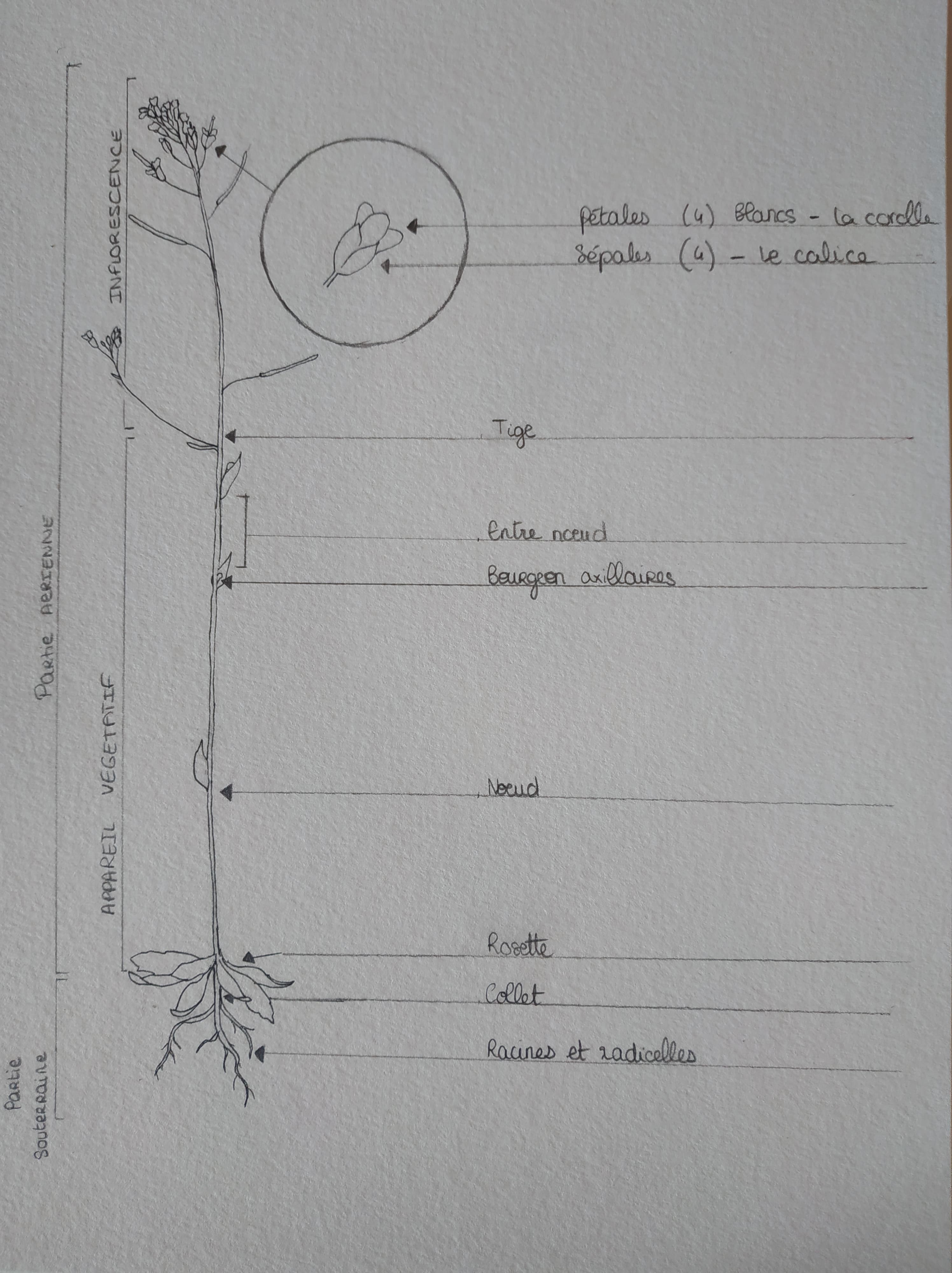 Annexe 92649799_2566753380208725_6329479607464493056_n.jpg