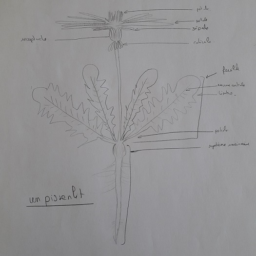 Annexe PISSENLIT MOOC.jpg