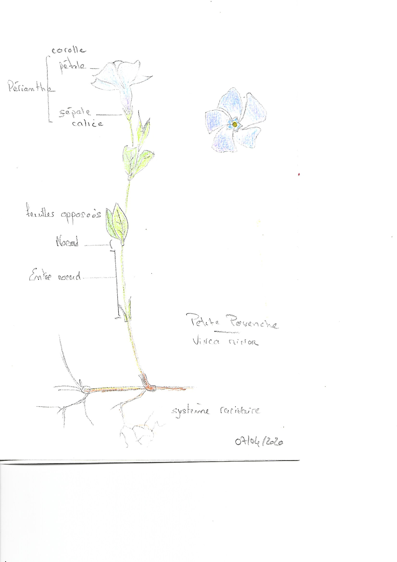 Annexe petite pervenche.png