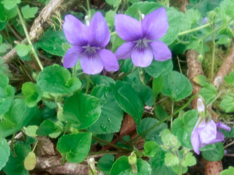 Annexe photo viola.JPG