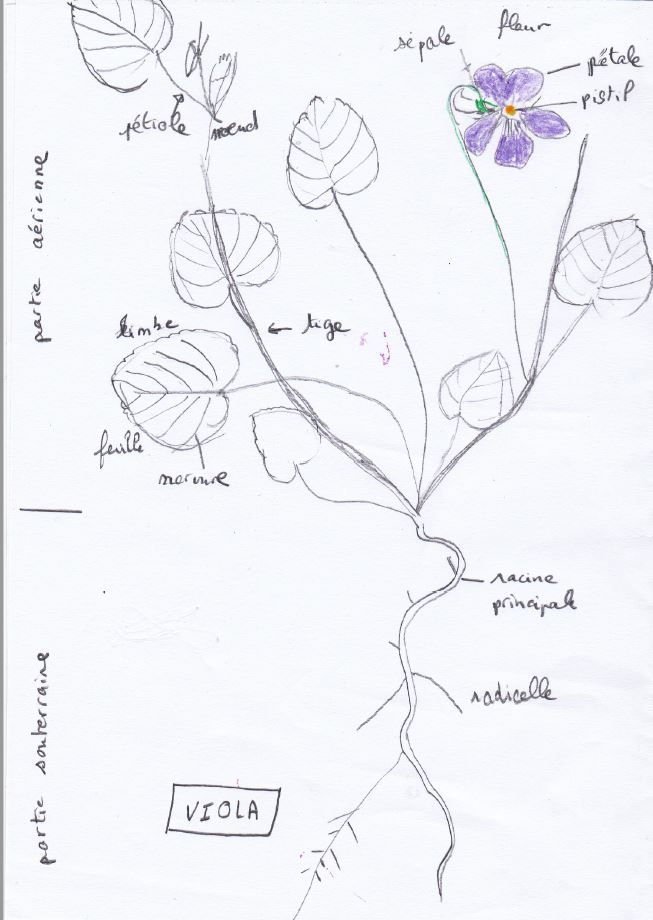 Annexe viola dessin scan.JPG