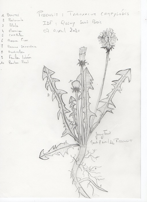 Annexe Pissenlit MOOC.jpg