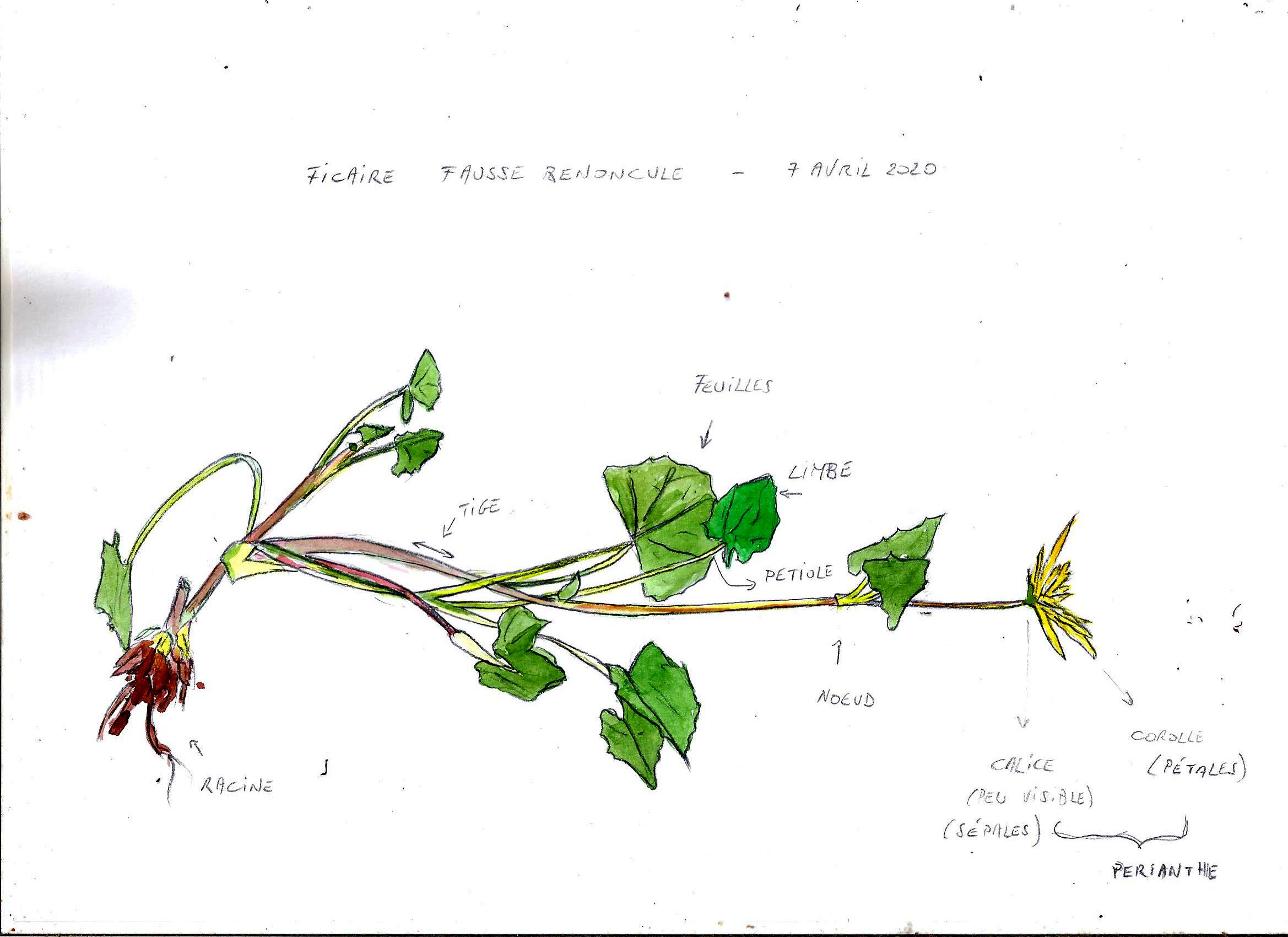 Annexe Dessin ficaire.jpg