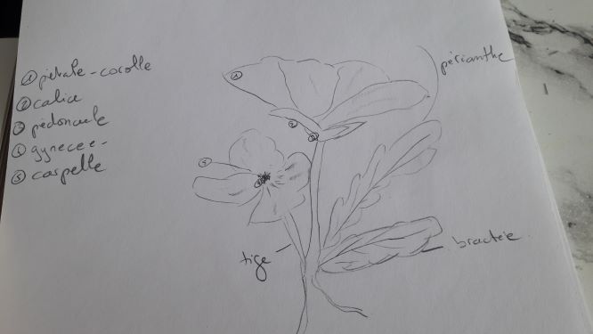 Annexe dessin fleur.jpg