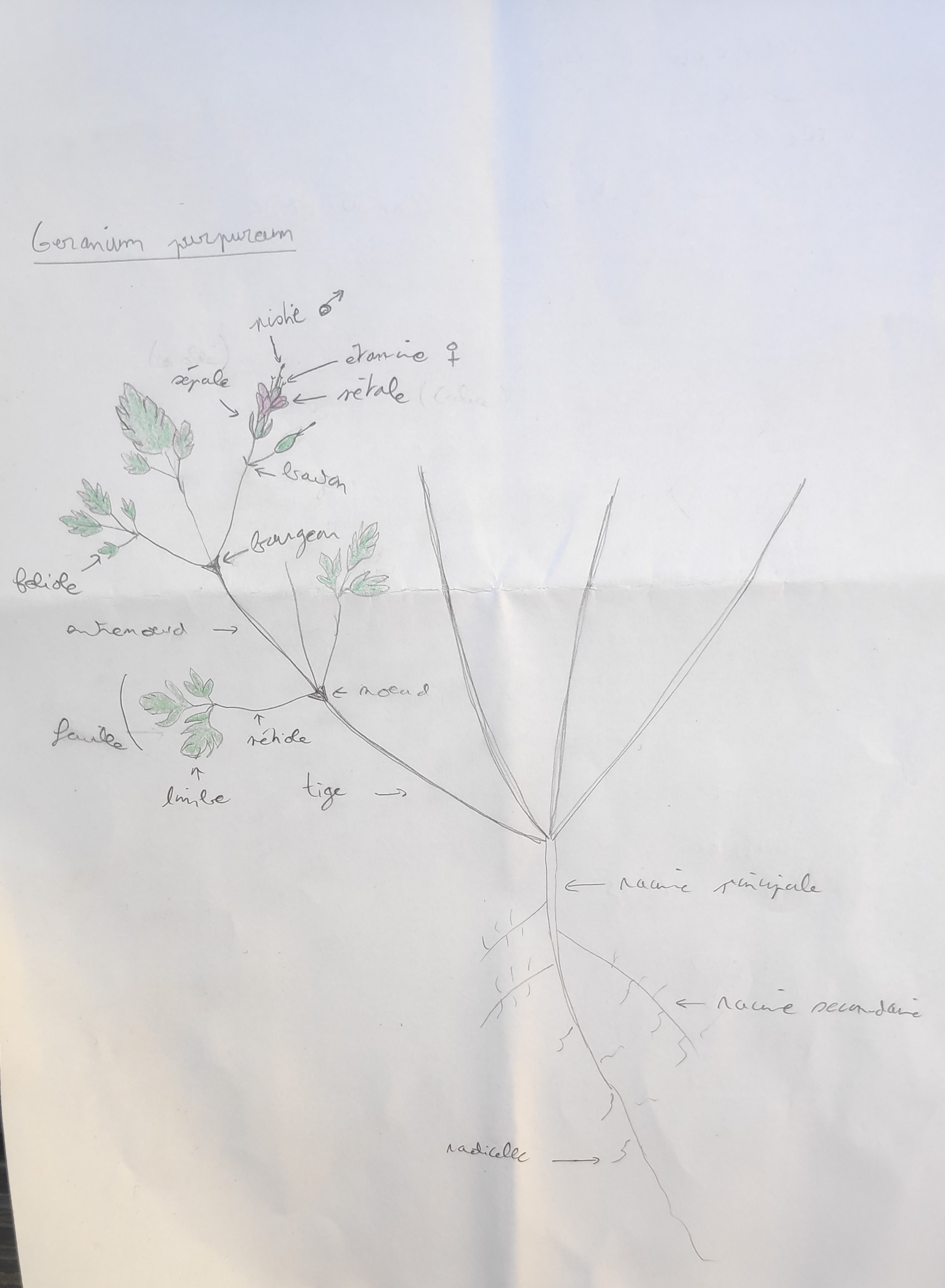 Annexe IMG_20200407_152516_1.jpg