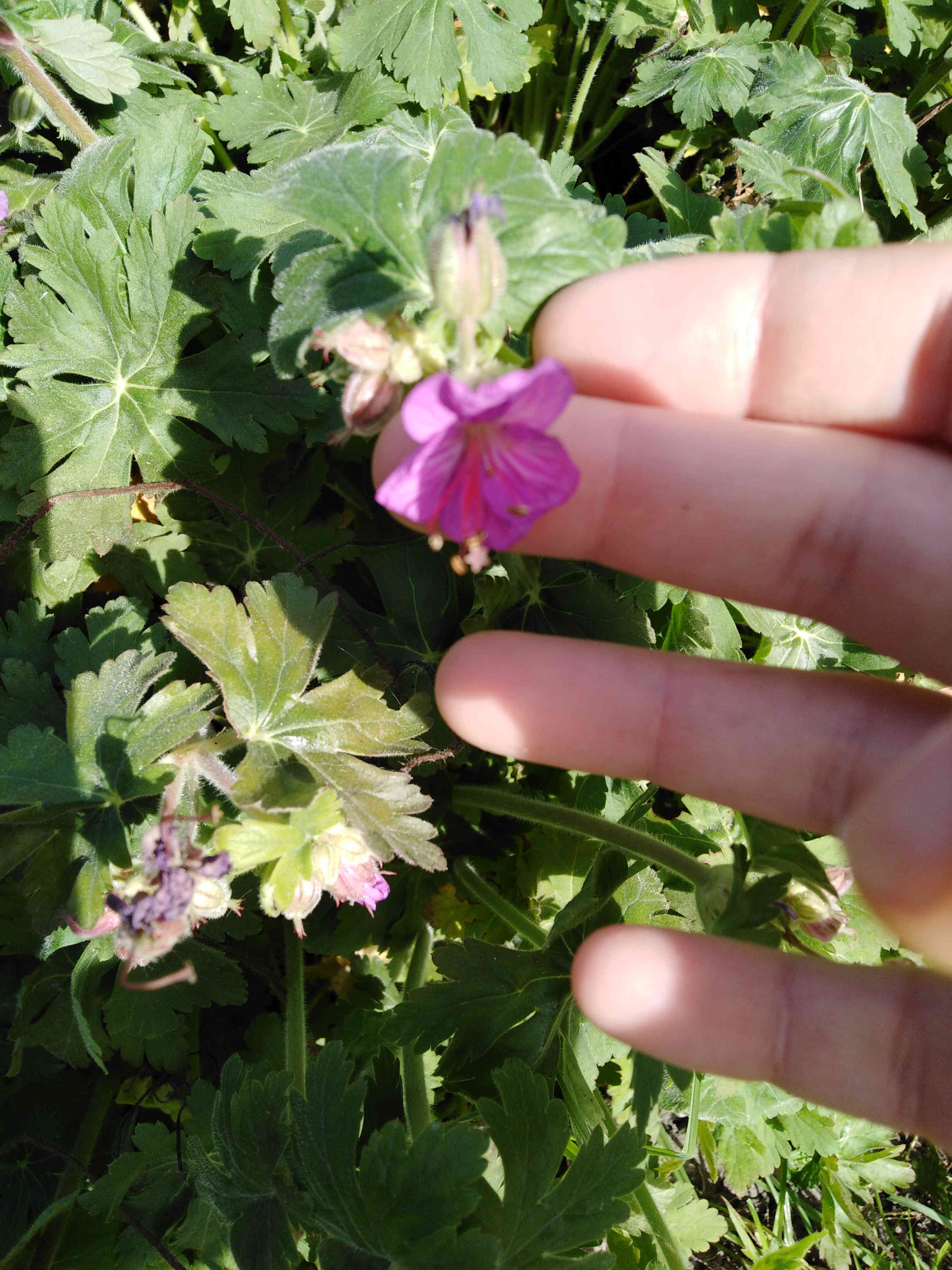 Annexe IMG_20200407_150550_comp.jpg