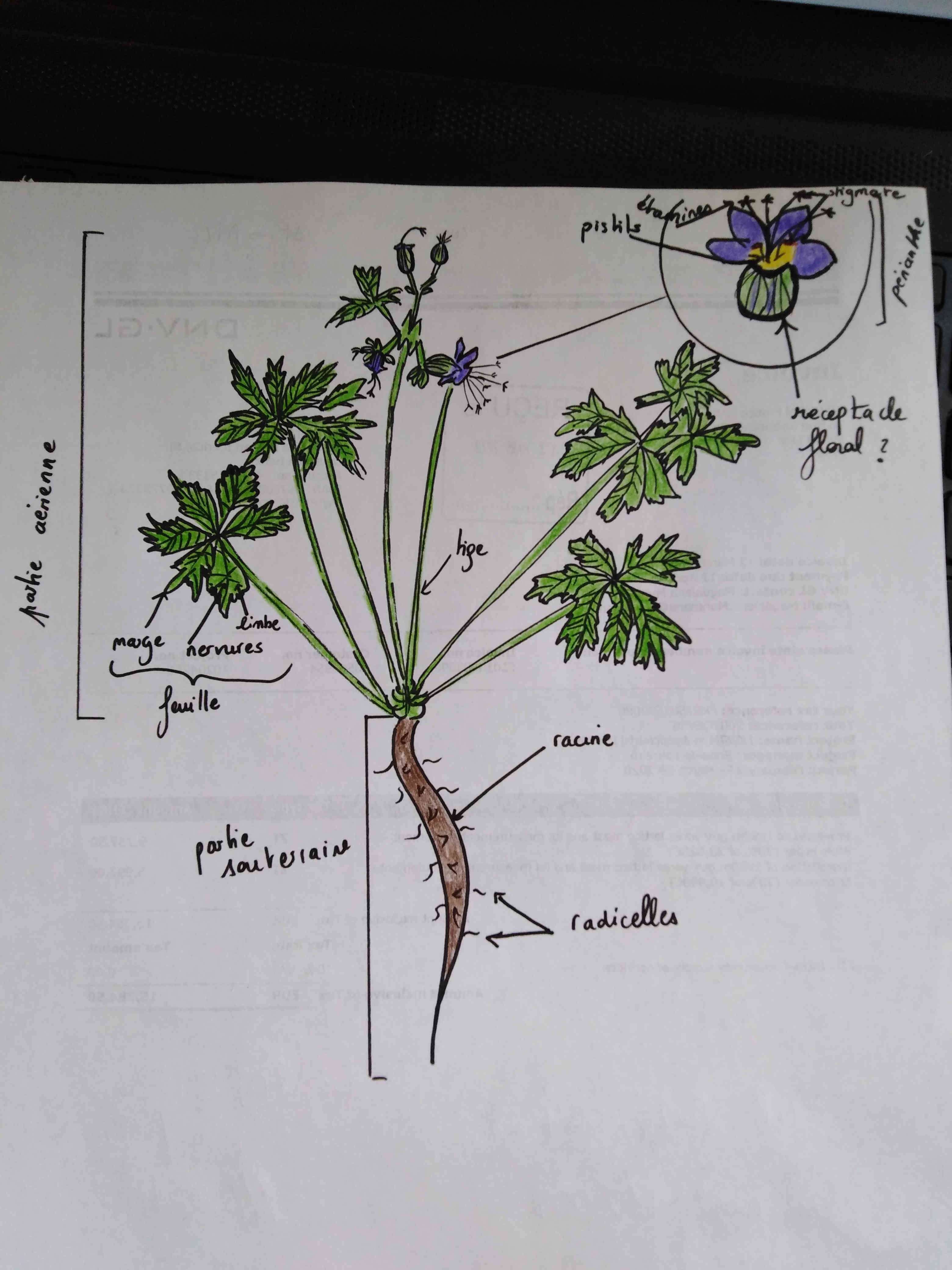 Annexe dessin de fleur_comp.jpg