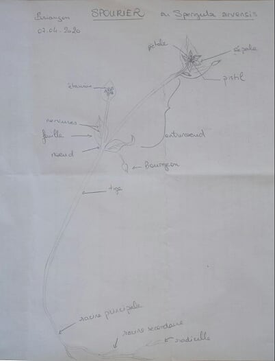 Annexe spourier dessin.jpg