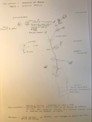 Annexe Capture d’écran 2020-04-07 à 16.37.57.jpg