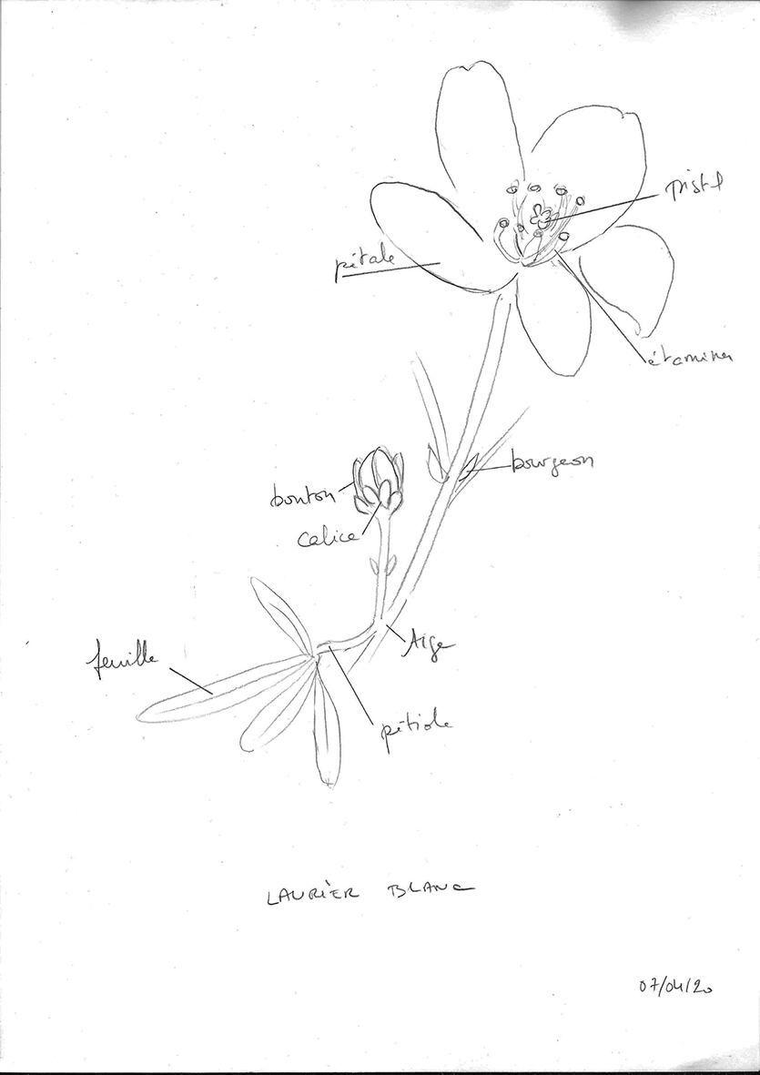 Annexe dessin fleur.jpg