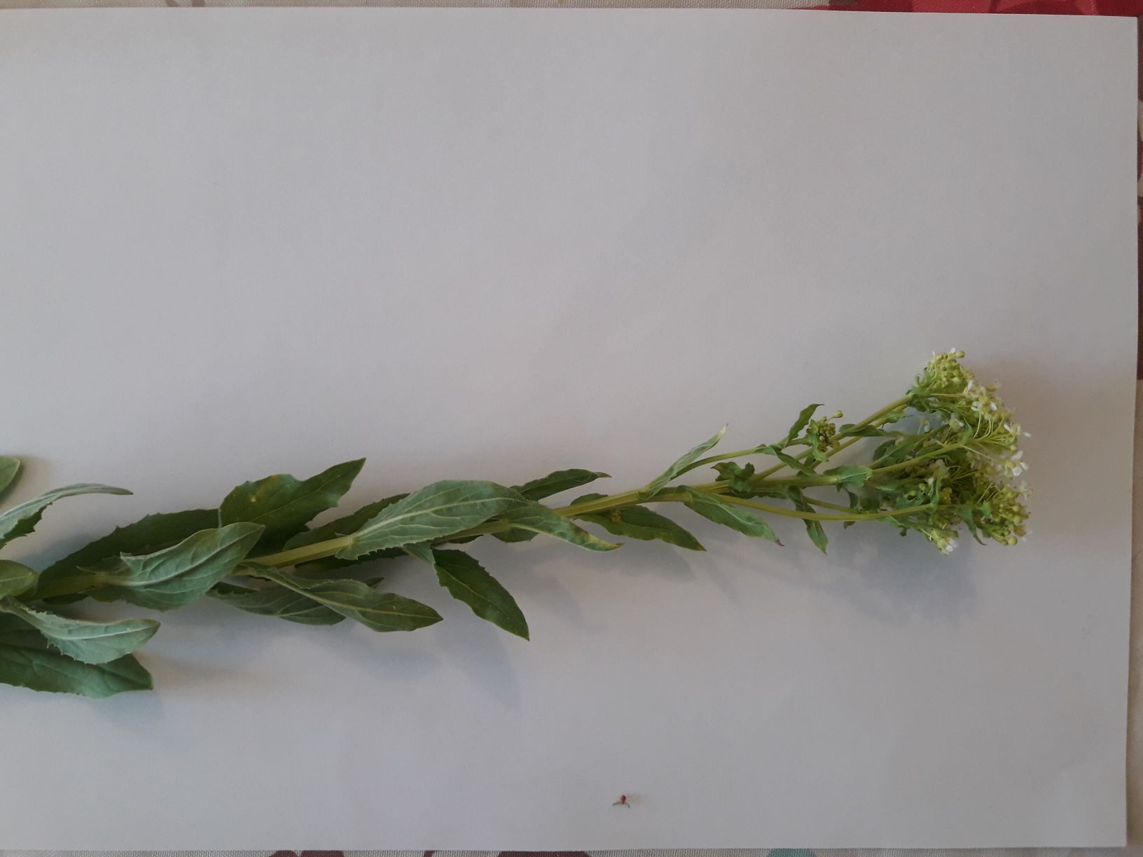 Annexe PASSERAGE.jpg