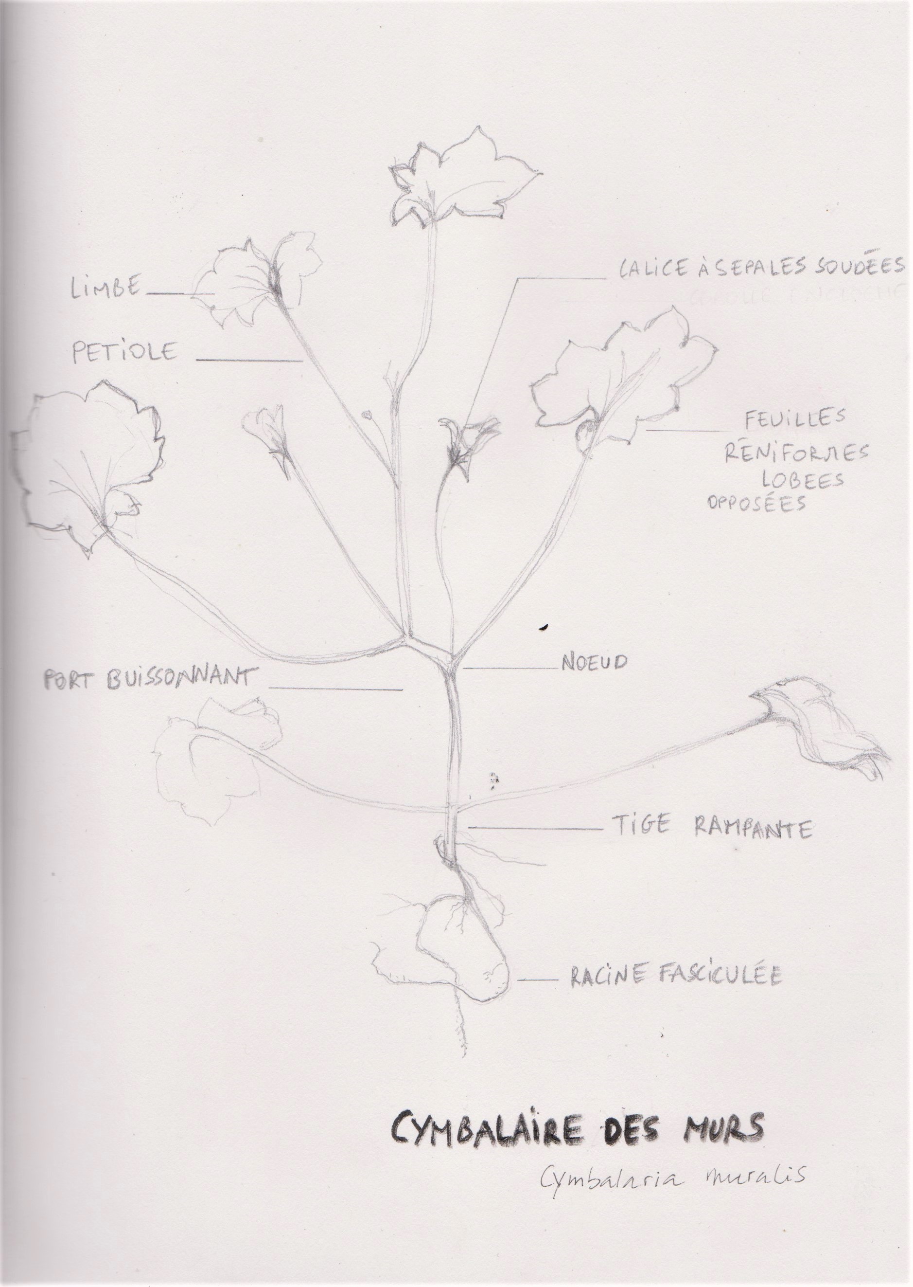 Annexe dessin cymbalaire (2).jpg