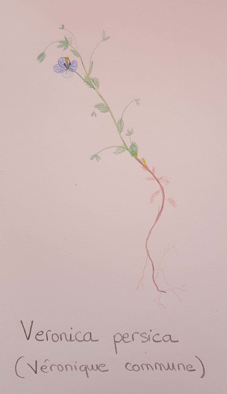 Annexe 20200407_172525.jpg