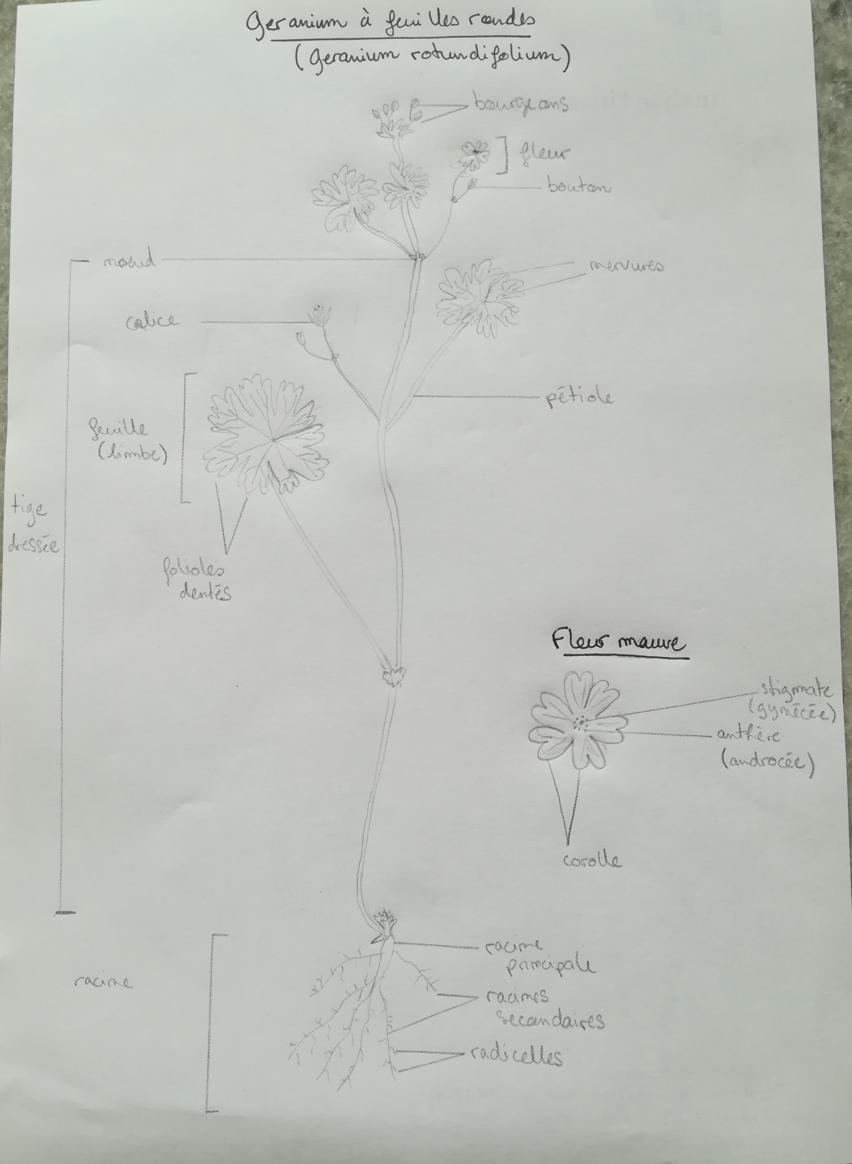 Annexe IMG_20200407_171951-min.jpg