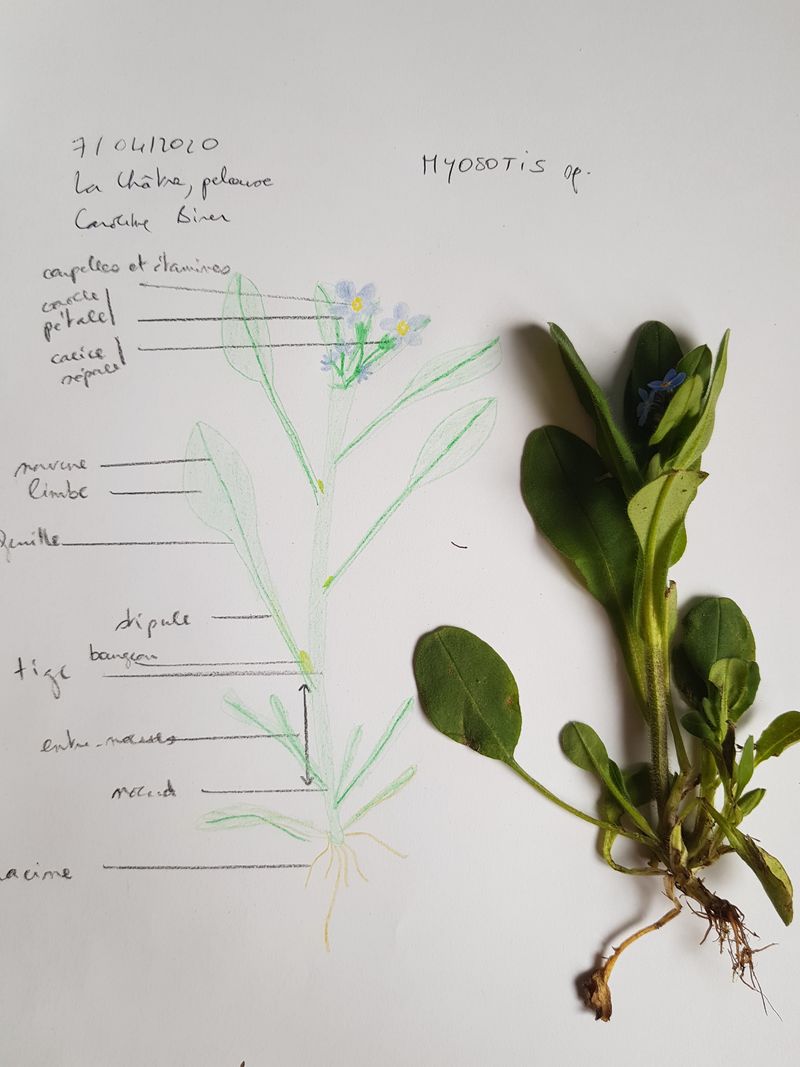 Annexe 20200407_175147_gg.jpg