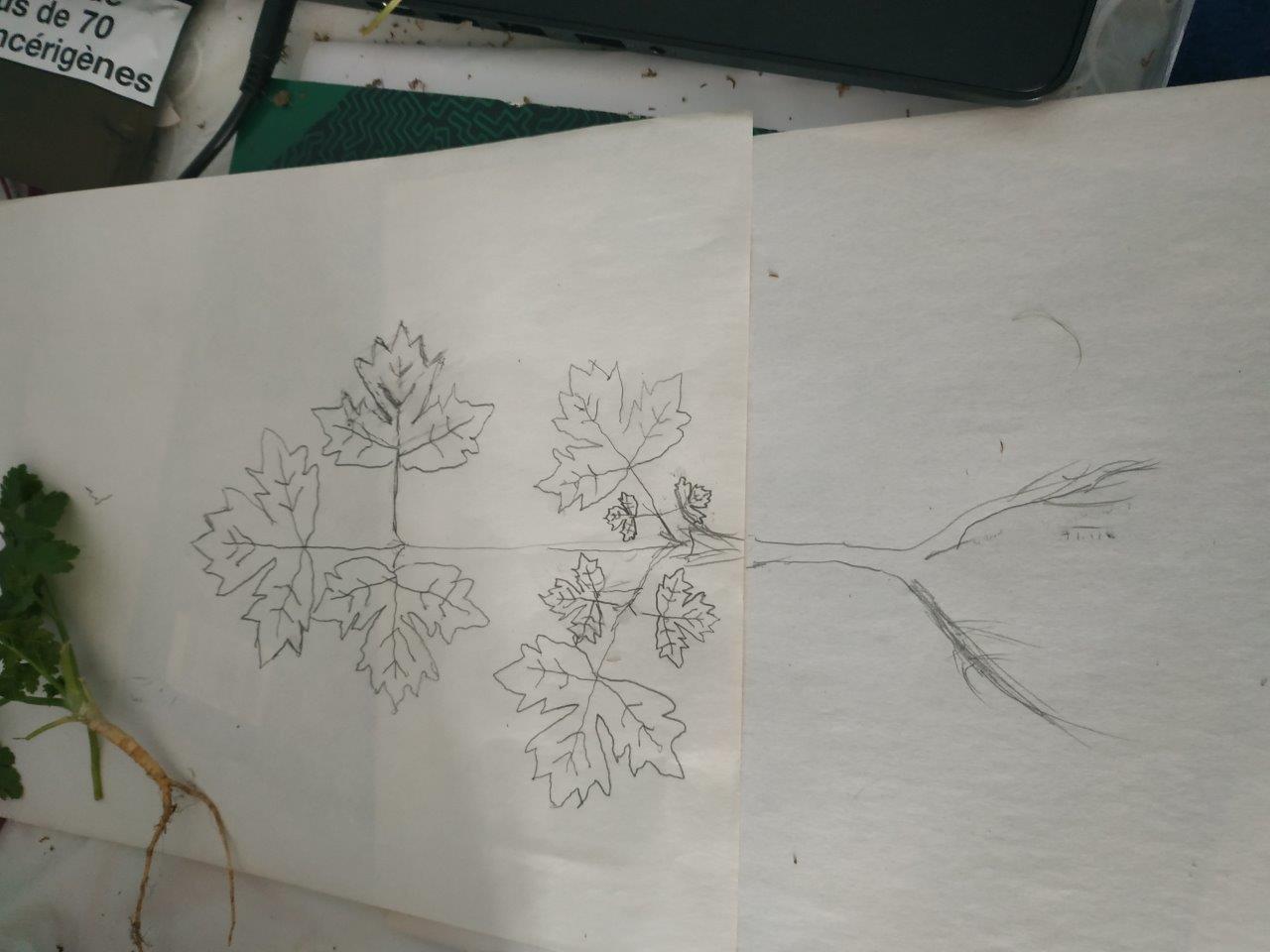 Annexe PERSIL CROQUIS.jpg