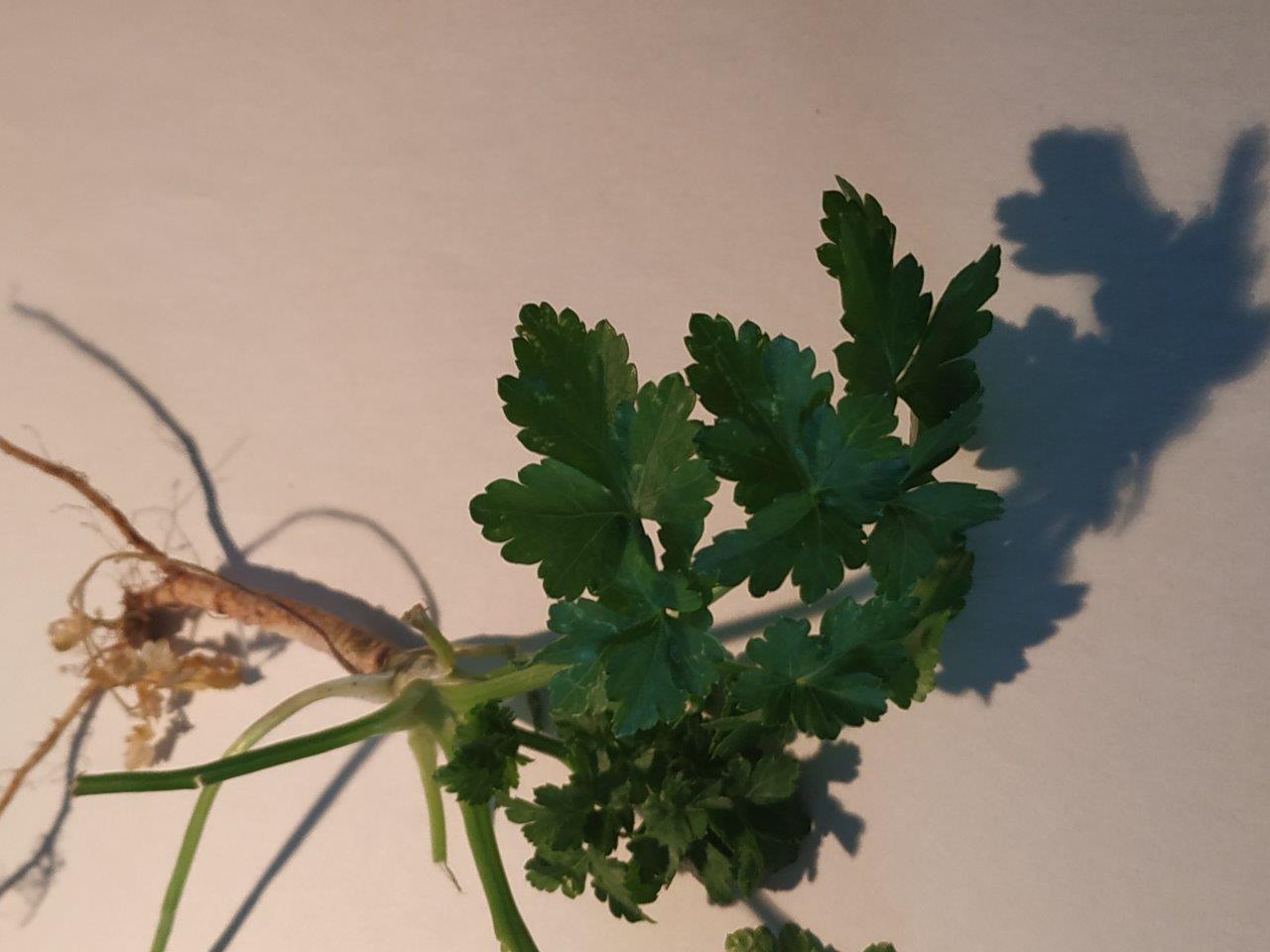 Annexe PERSILPLAT1.jpg