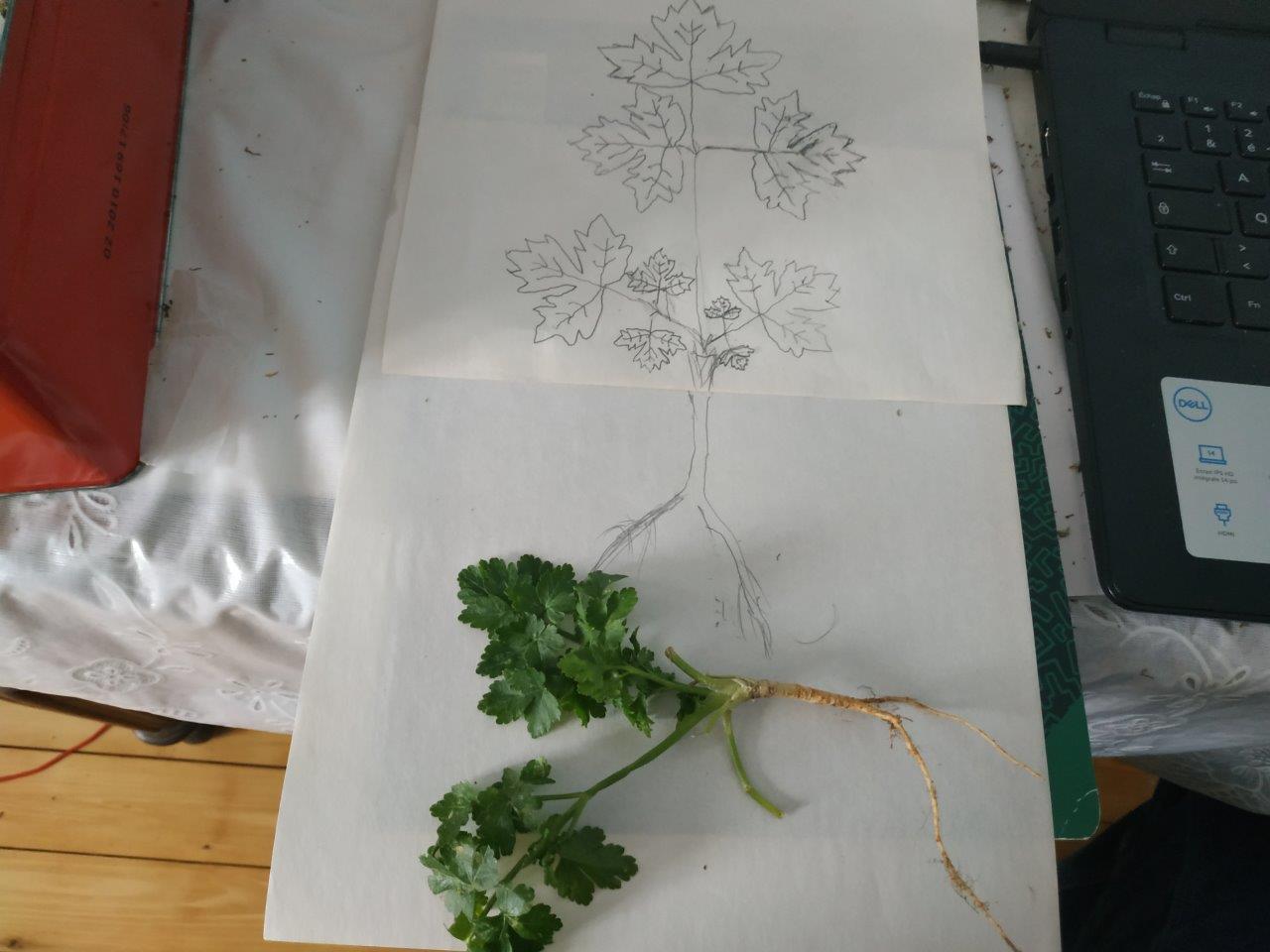 Annexe PERSILPLAT2.jpg