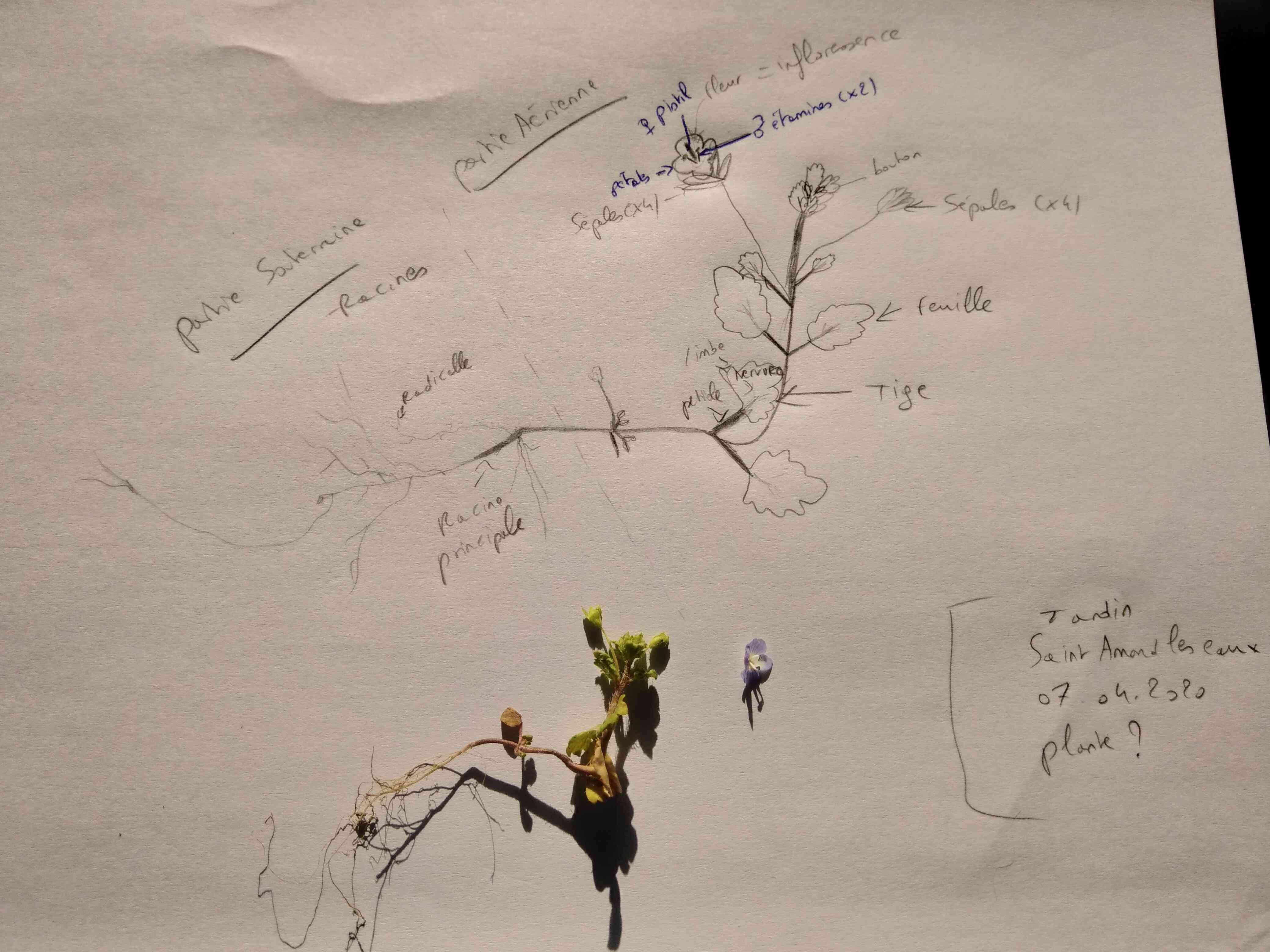 Annexe veronica persica(1).jpg