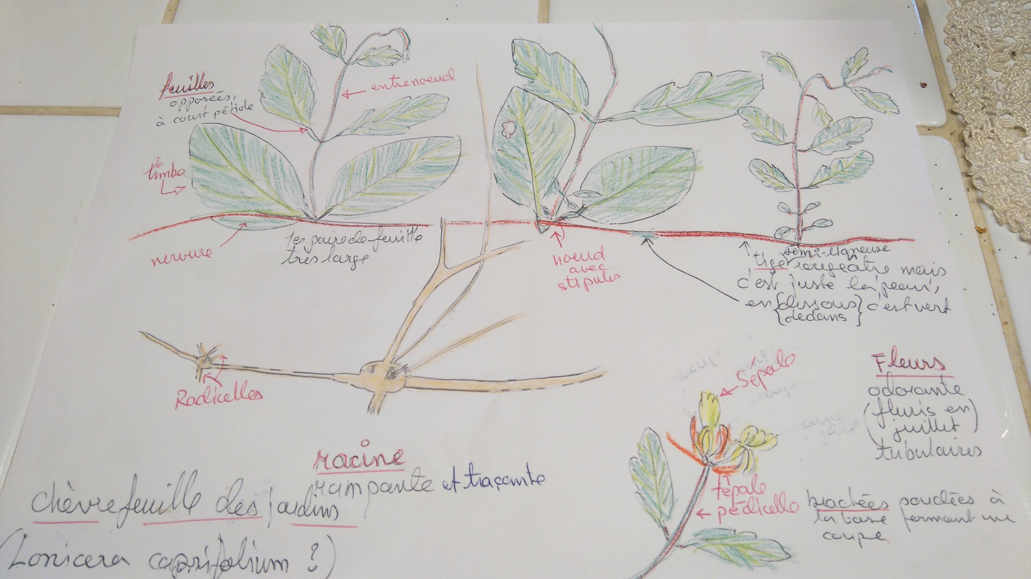 Annexe Chèvrefeuille .jpg