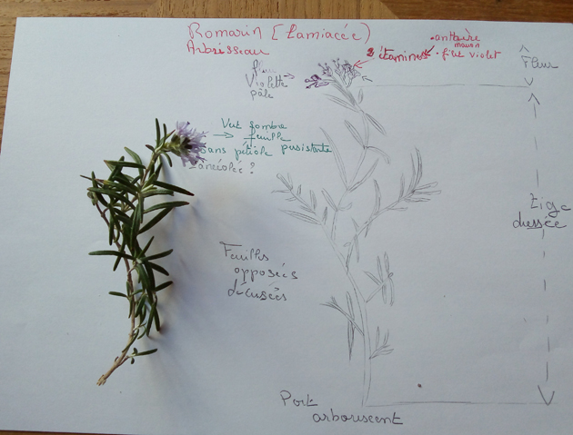 Annexe Séquence 2 dessin Romarin -LamiacéeR.jpg