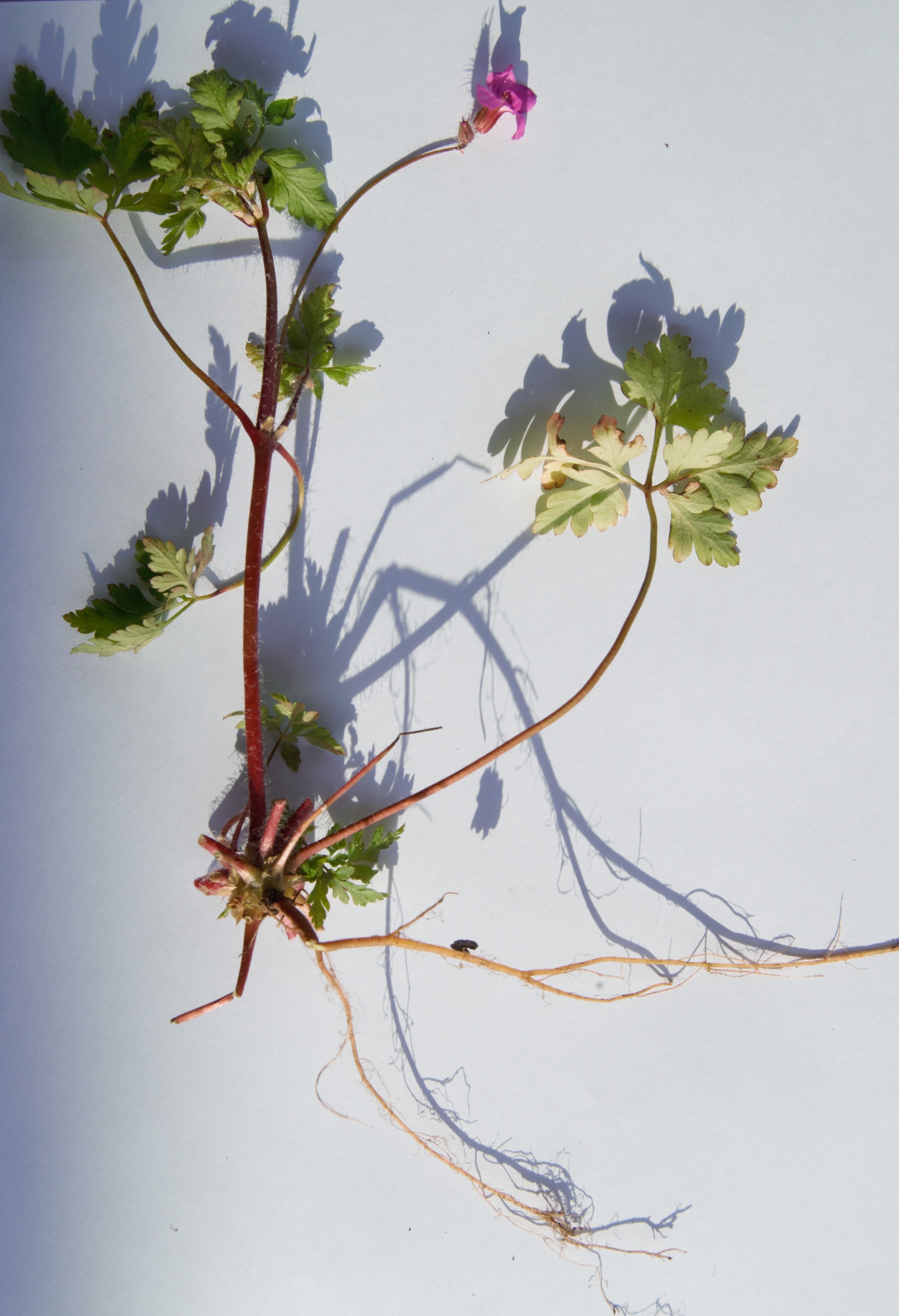 Annexe DSC_0068-min.jpg