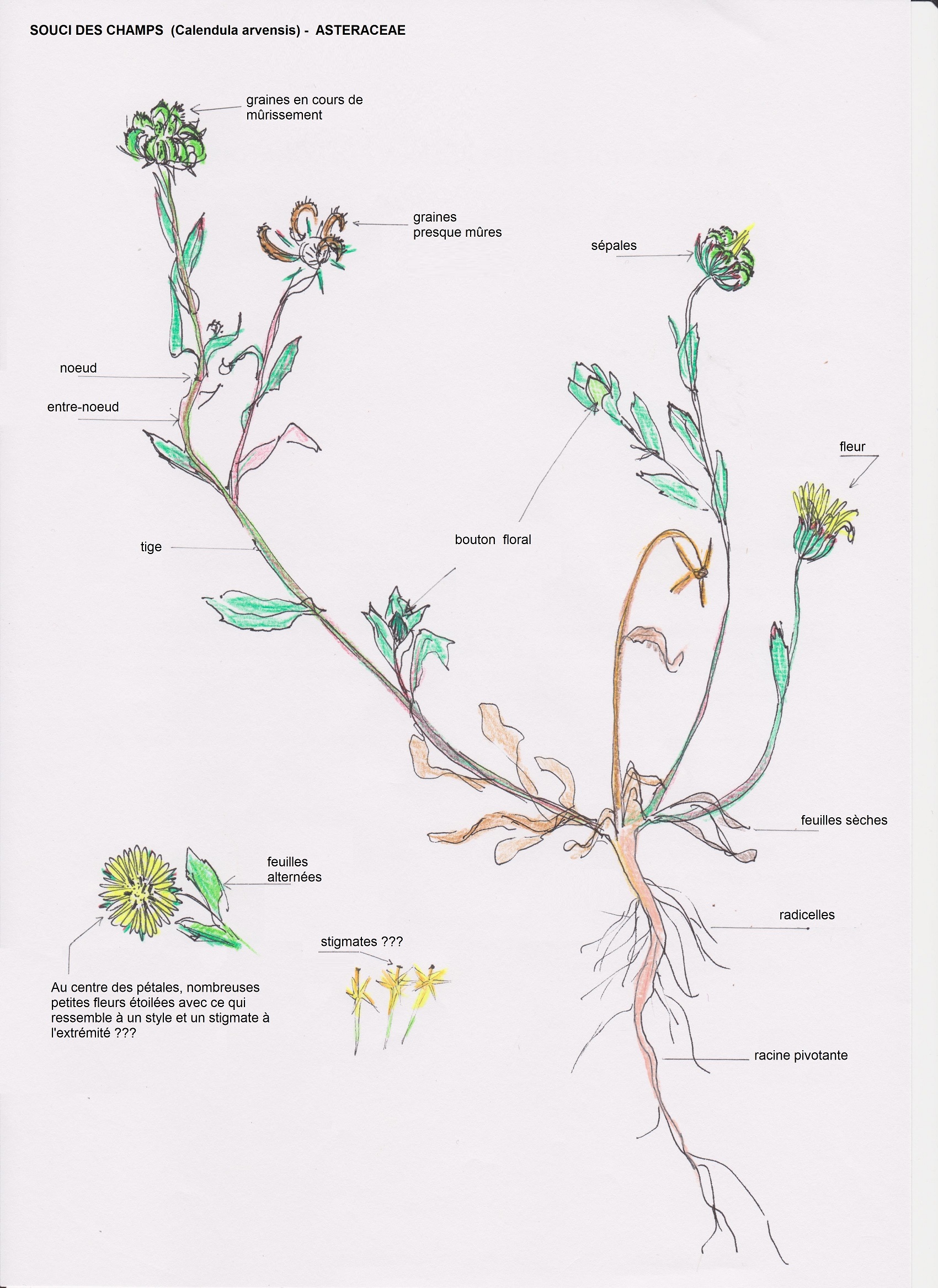 Annexe calendula arvensi_dessin.jpg