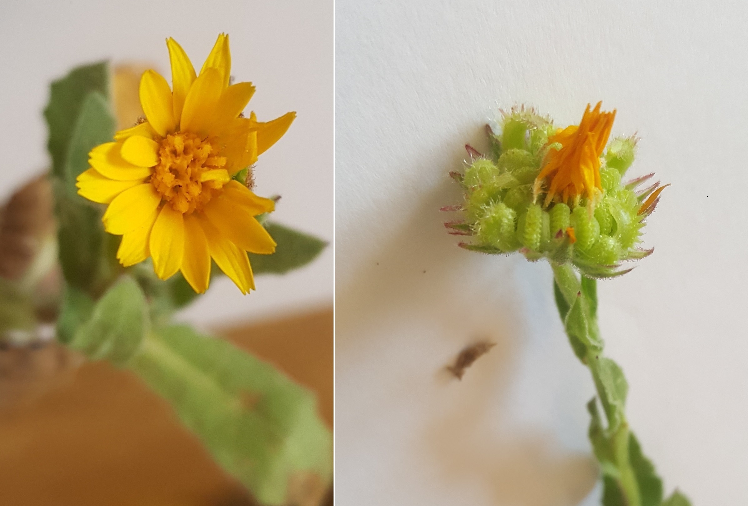 Annexe calendula arvensi_fleur  graine.jpg