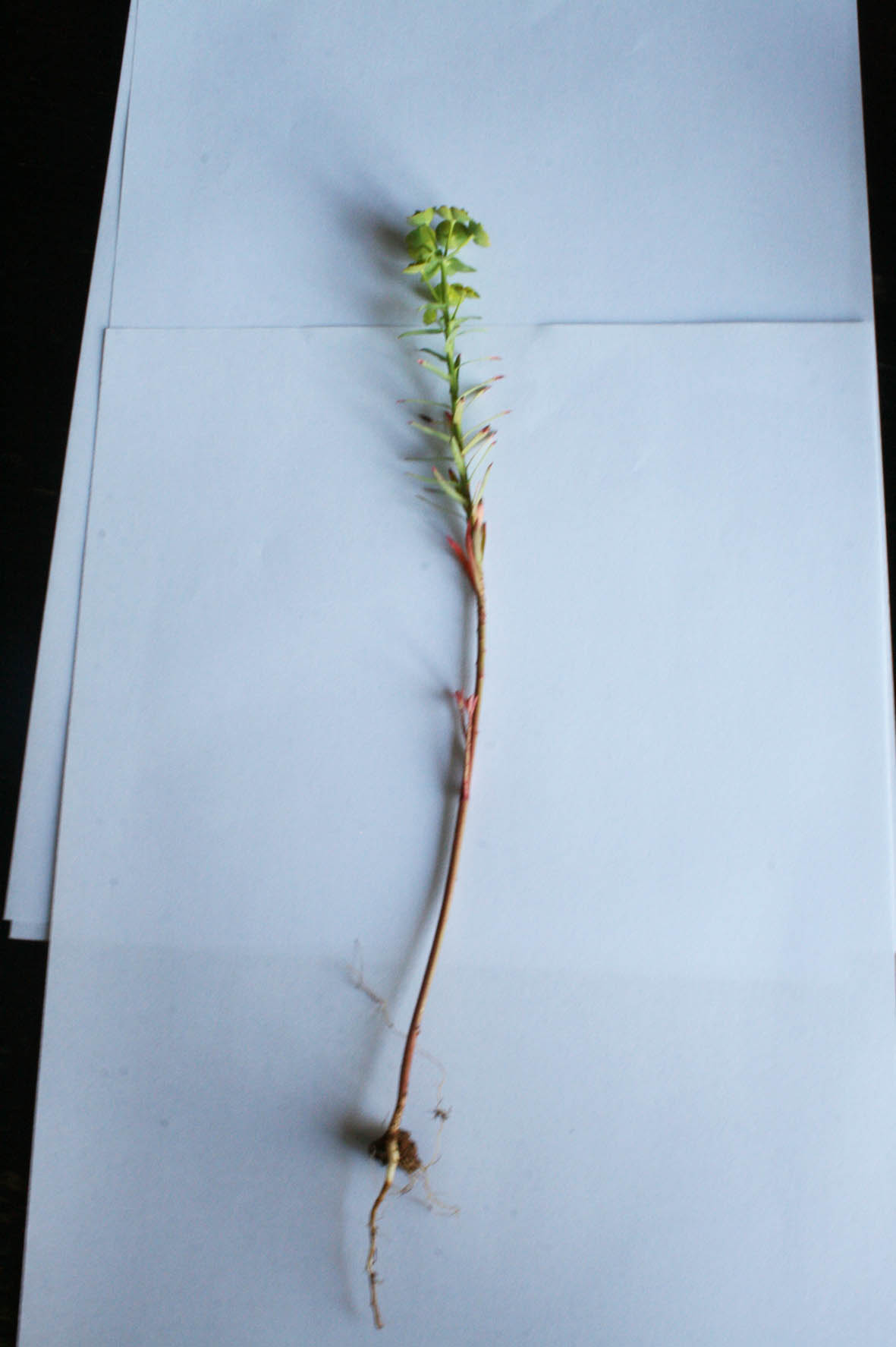 Annexe Fleur entière.jpg