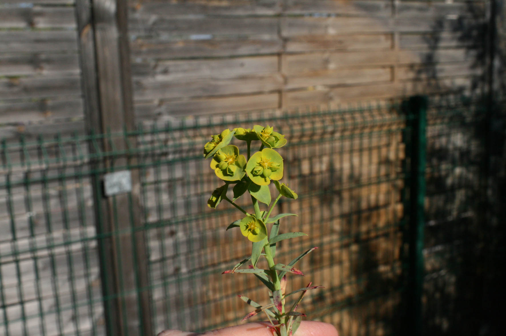 Annexe Zoom sur les fleurs.jpg