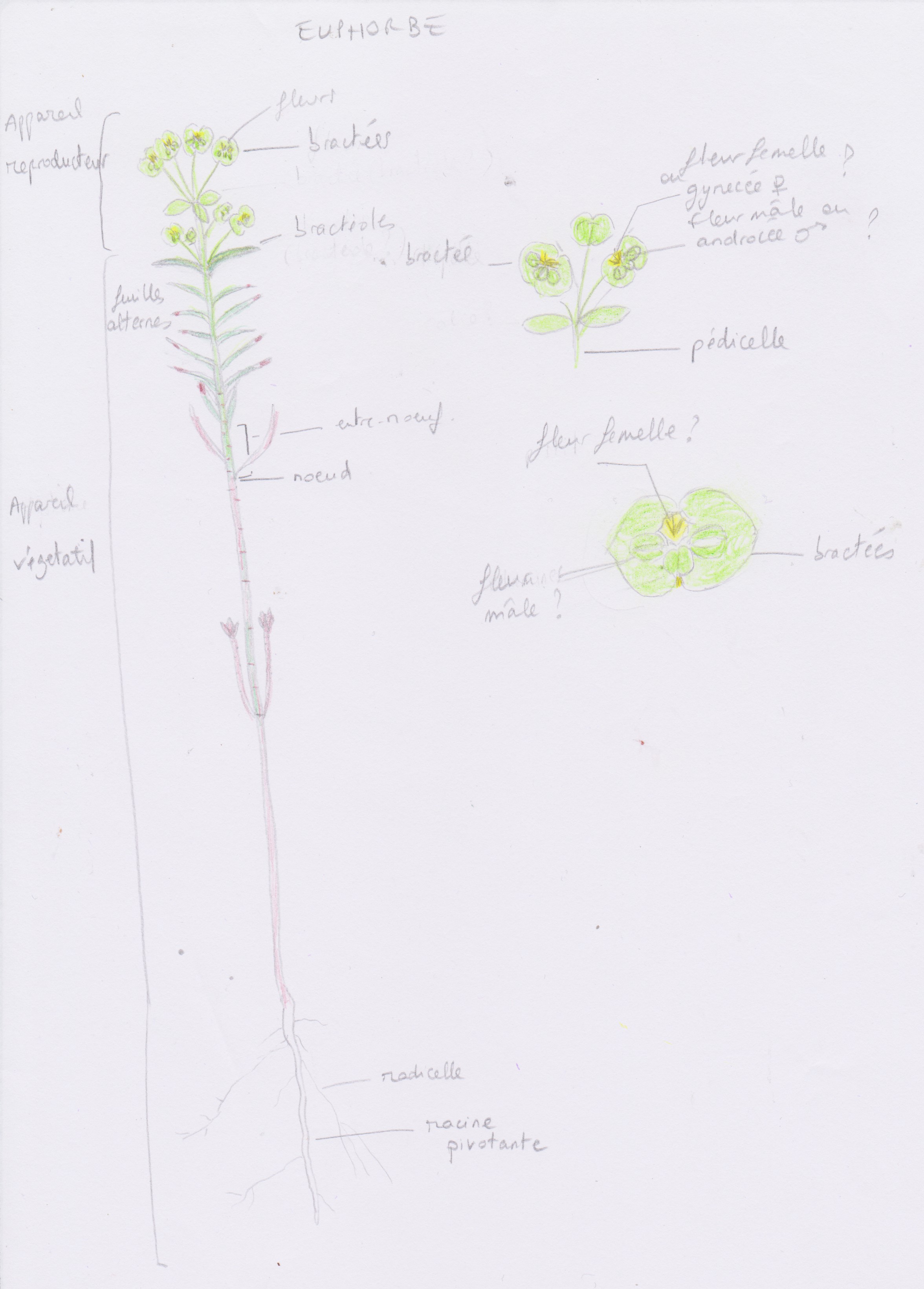 Annexe dessin légendé.jpg