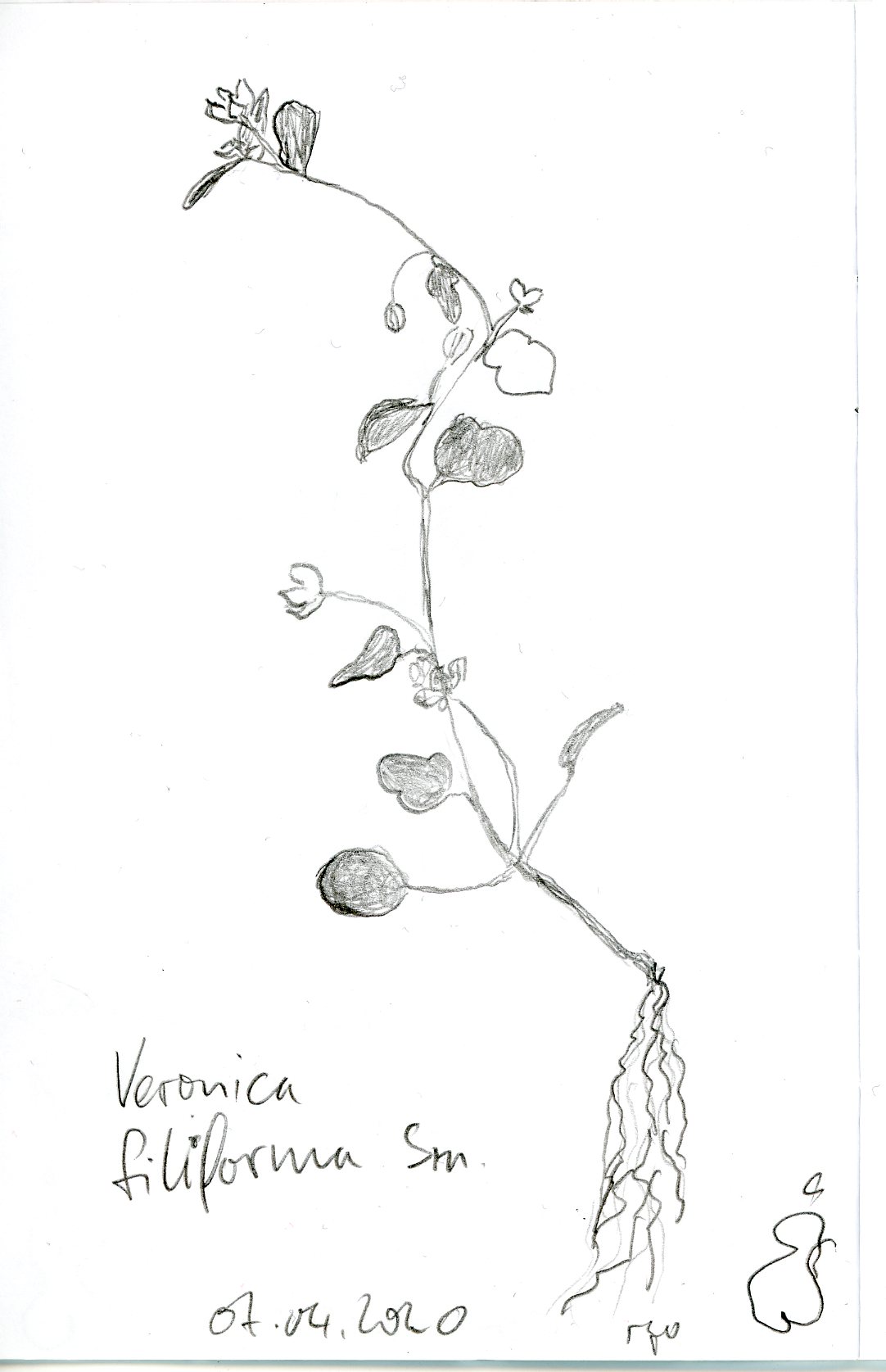 Annexe Veronica_filiforma_200407_001.jpg