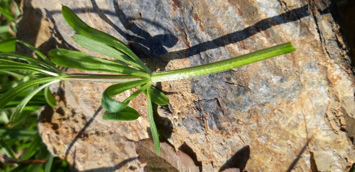 Annexe Galium aparine 27 03 2020  Dinant.jpg