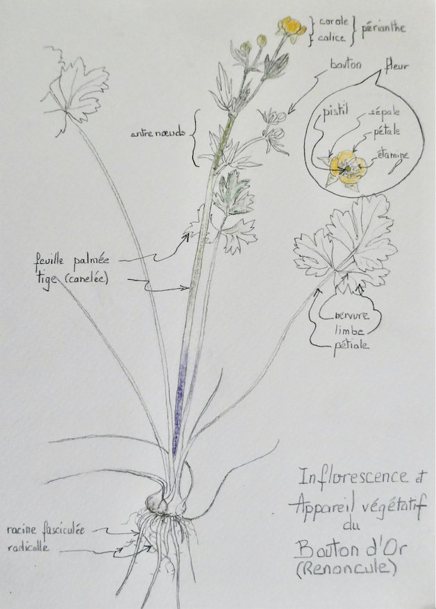 Annexe bouton-d-or-ConvertImage.jpg