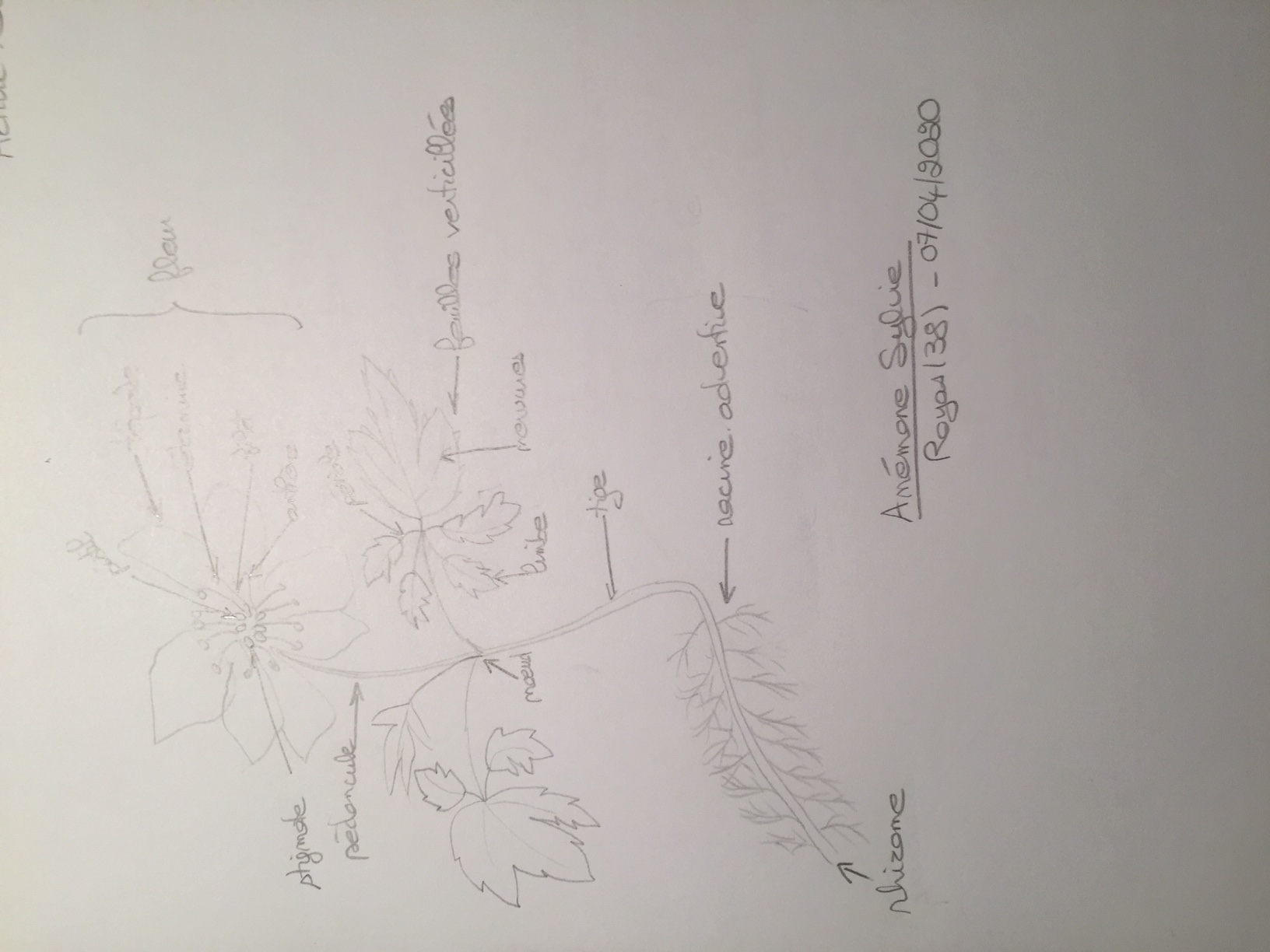 Annexe anémone sylvie.JPG