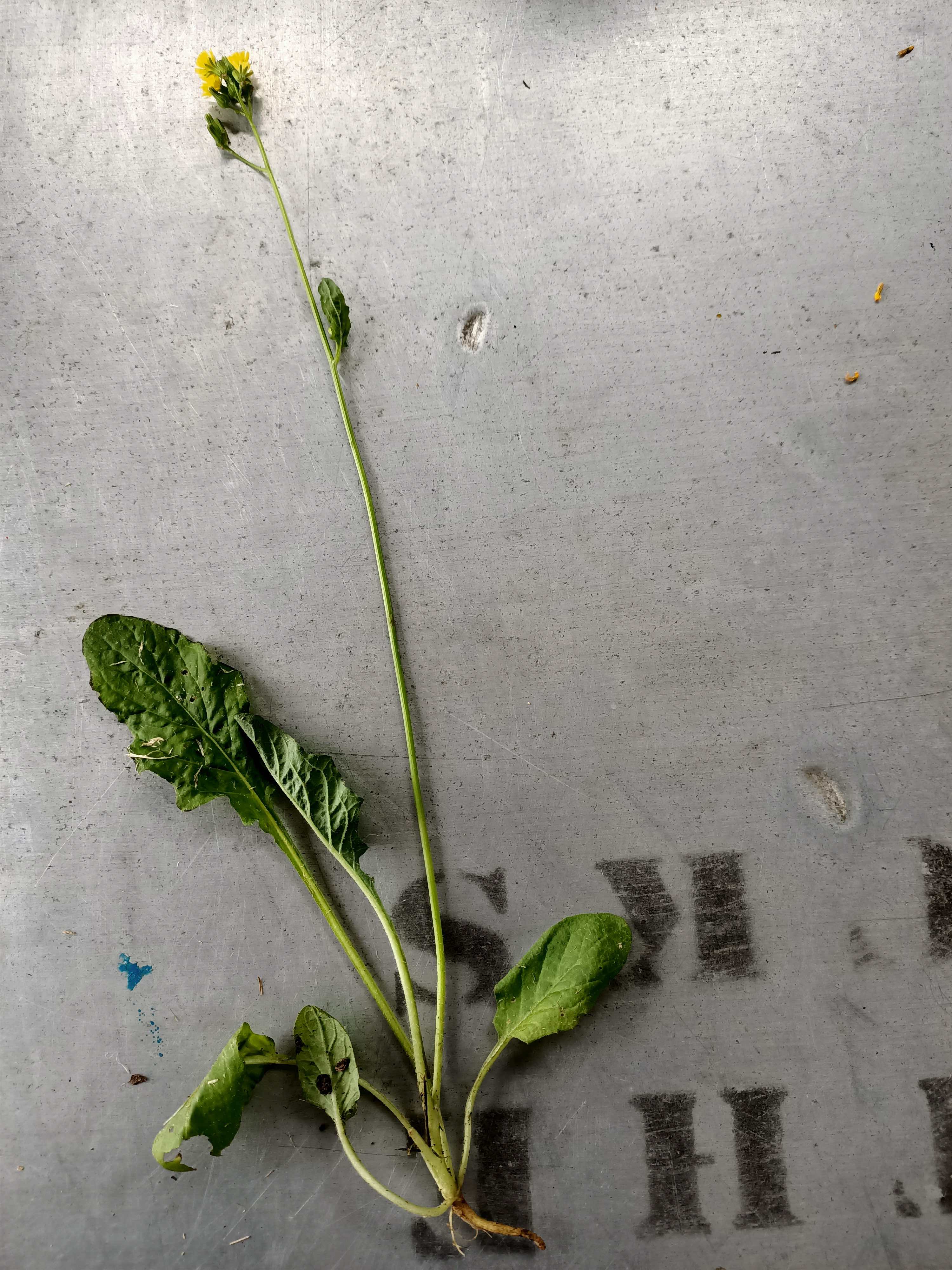 Annexe IMG20200408110953.jpg