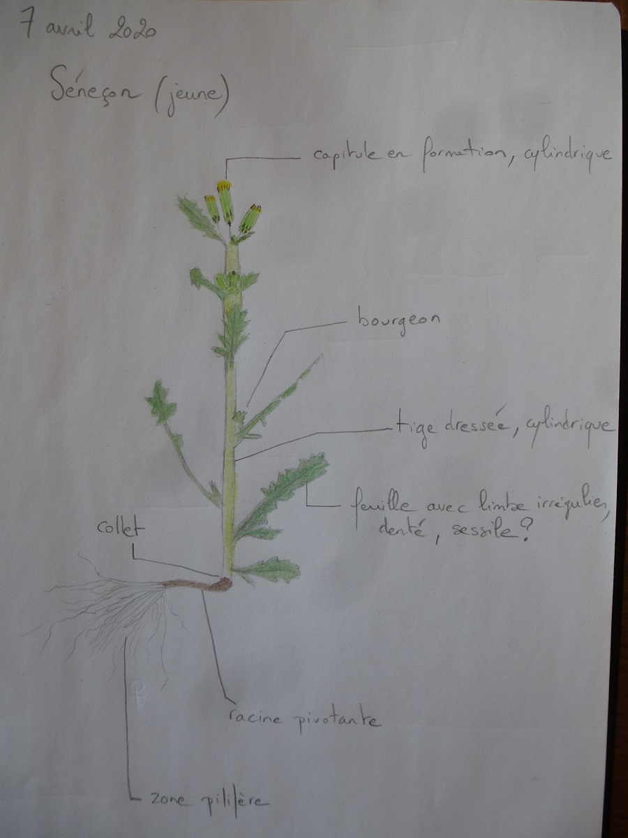 Annexe dessin_senecon_publie.jpg