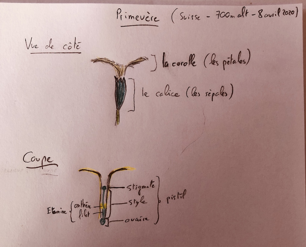 Annexe Activité mooc 8 avril .jpg