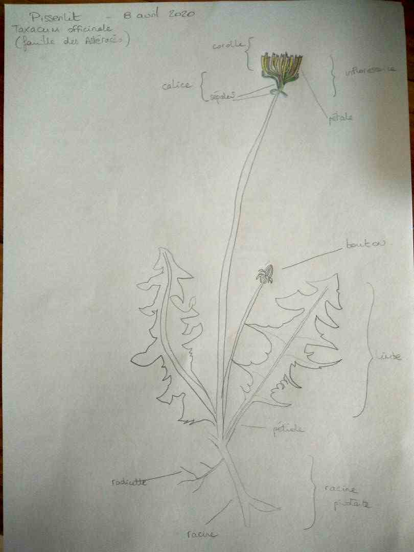 Annexe Pissenlit - dessin.jpg