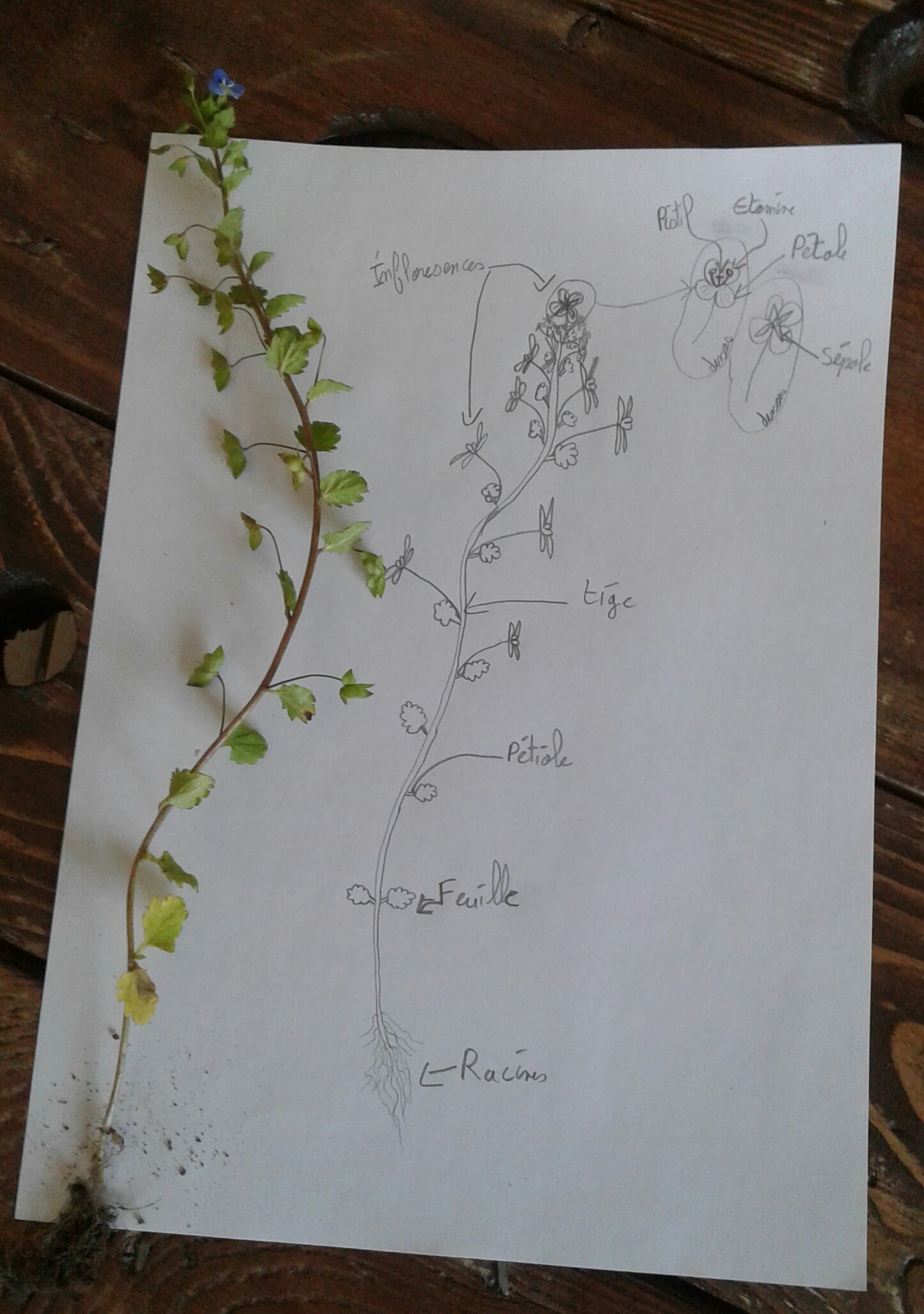 Annexe 20200408_133346-1-min (1) (0).jpg