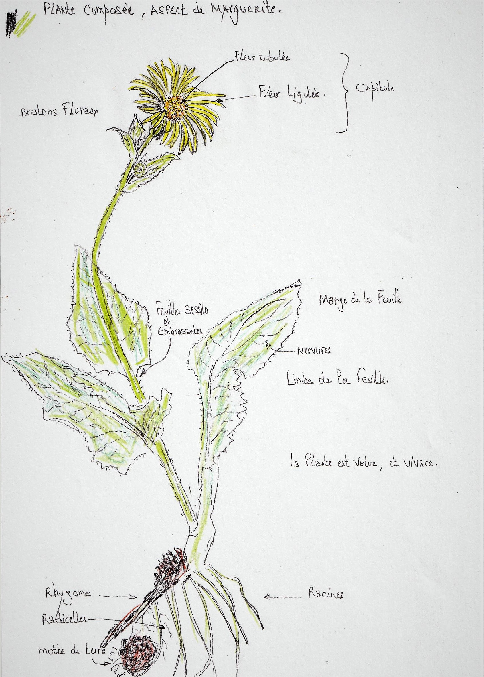 Annexe Composée du jardin (dessin)2.jpg