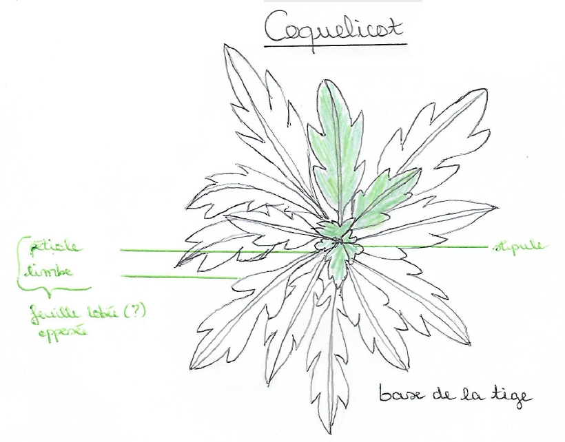 Annexe Coquelicot-base-tige.jpg